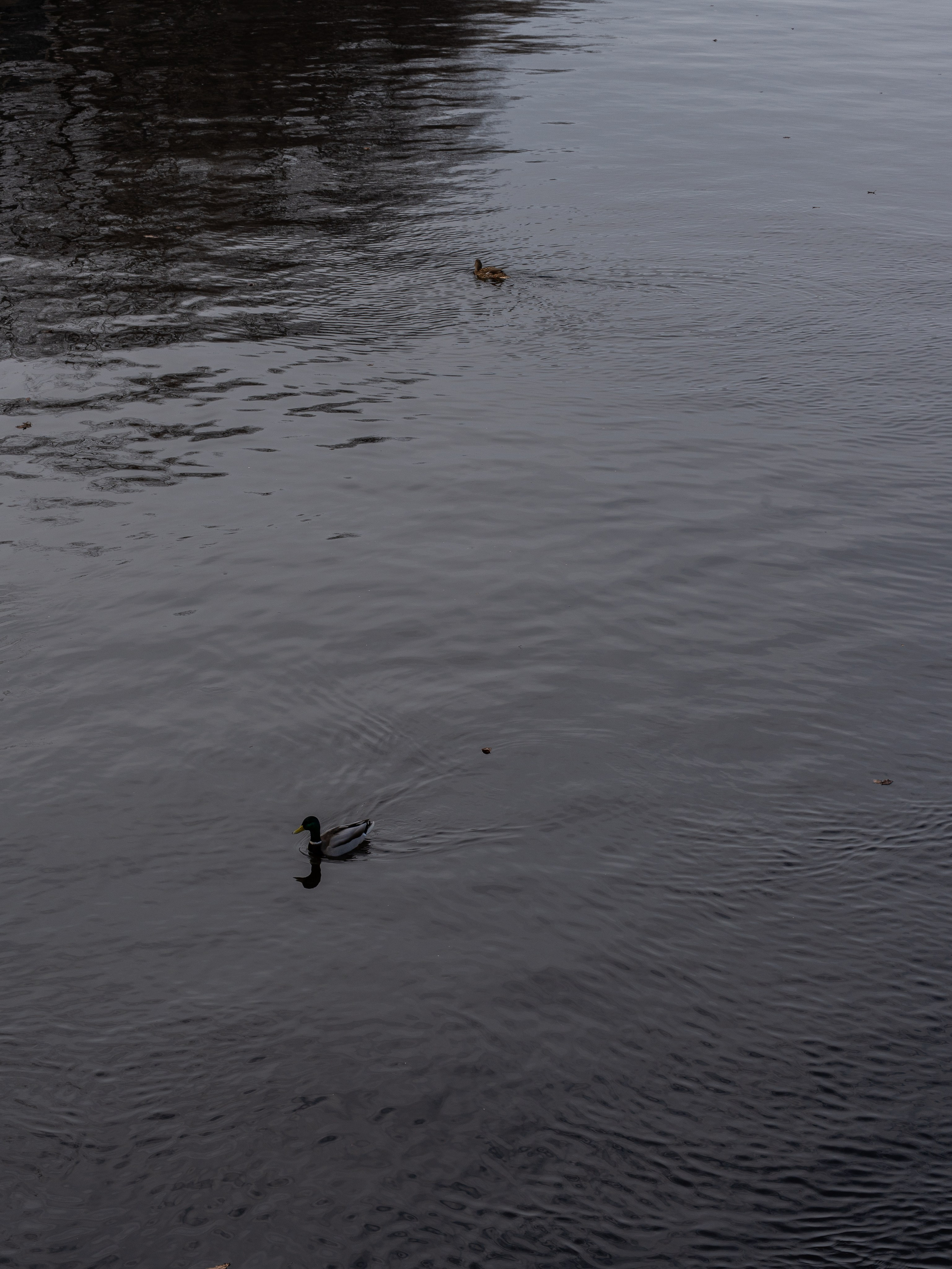 Настя, Сёма, Ярик. ФОТОГРАФ Любовь Скок. Москва