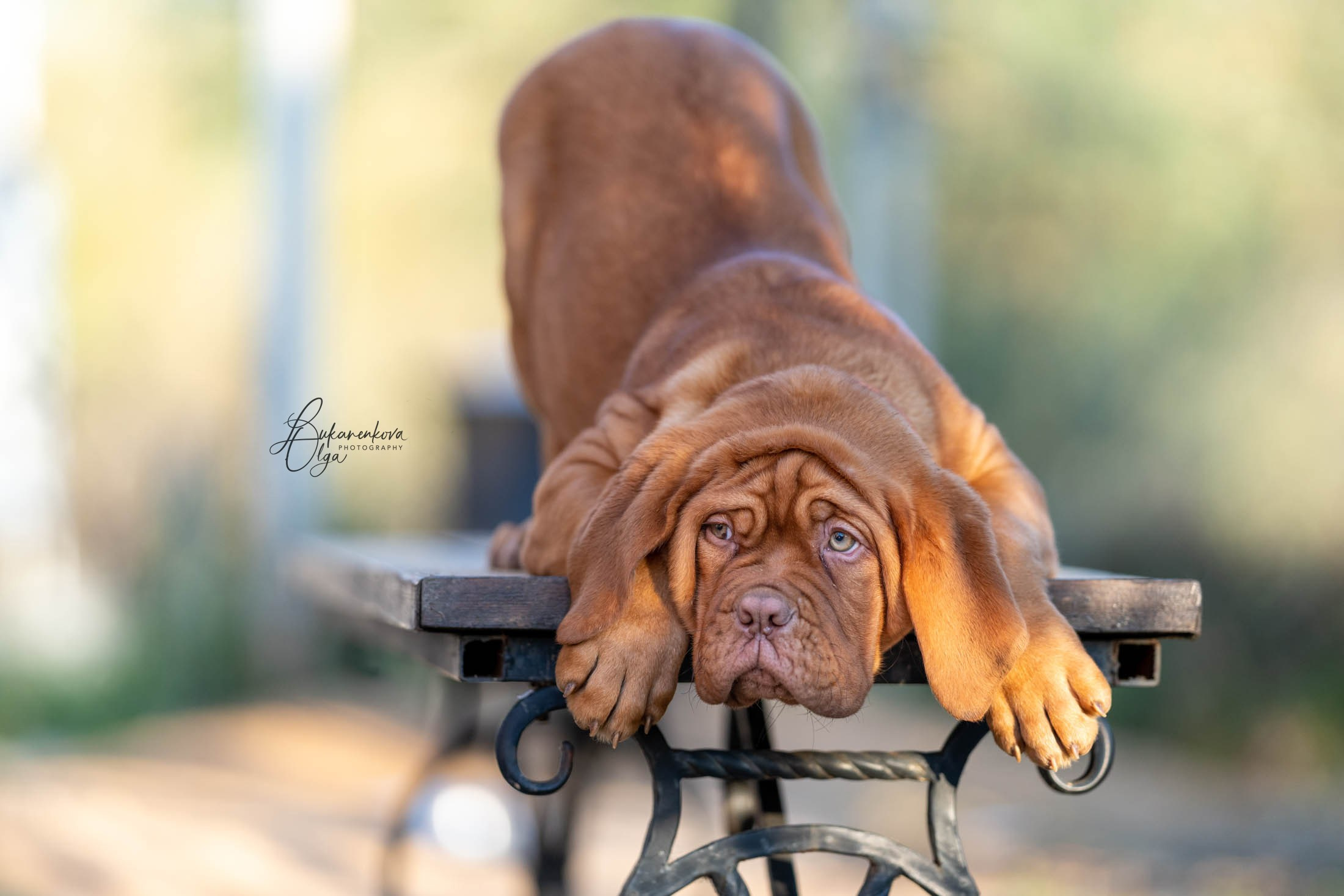 Боррдосы. Фотограф анималист Ольга Луканенкова в Москве
