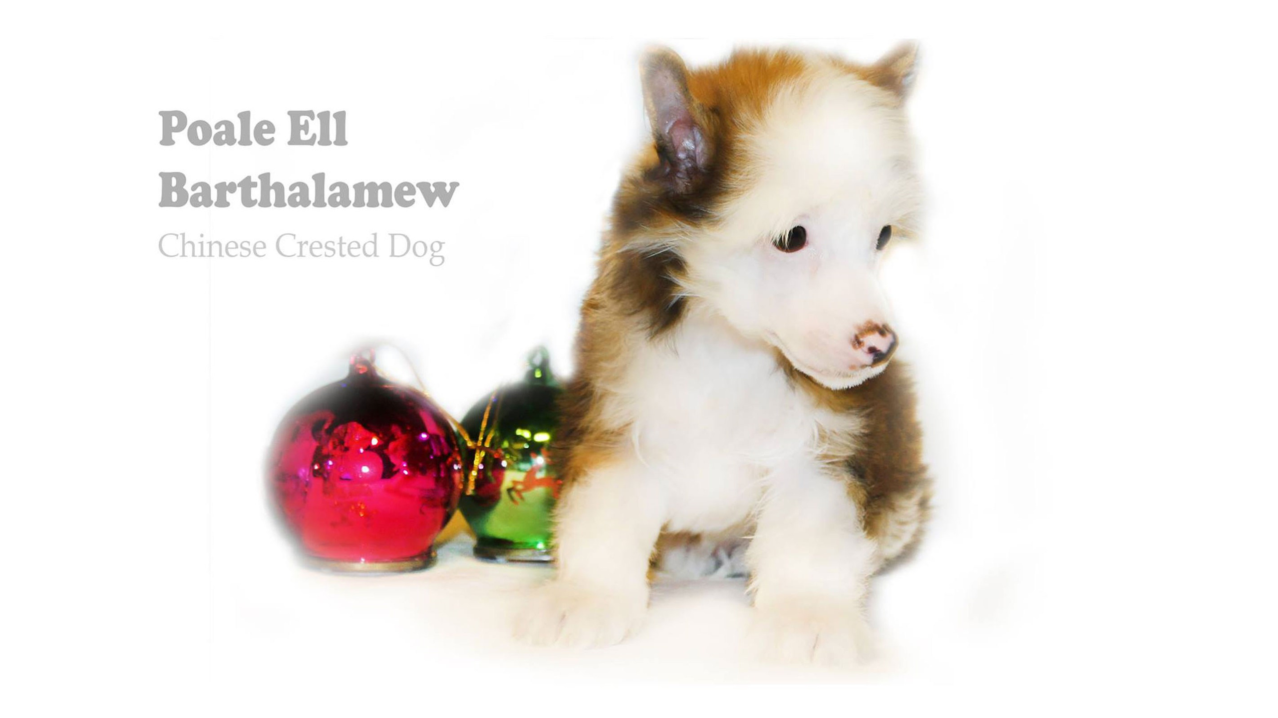 Poale Ell Barthalamew. Chinese Crested Dog Kennel Poale Ell