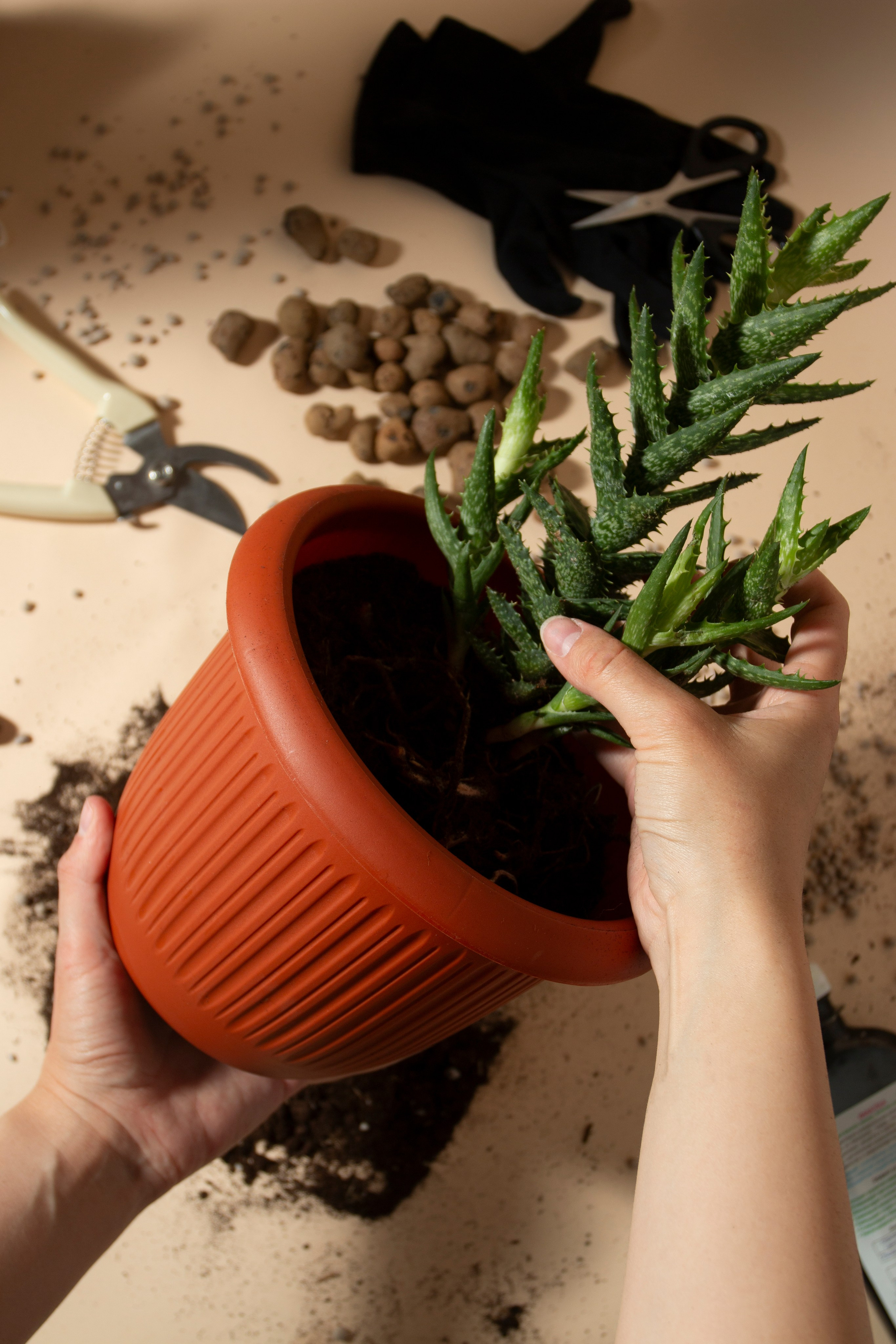 Цветочные горшки. Фотограф Злата Спицына