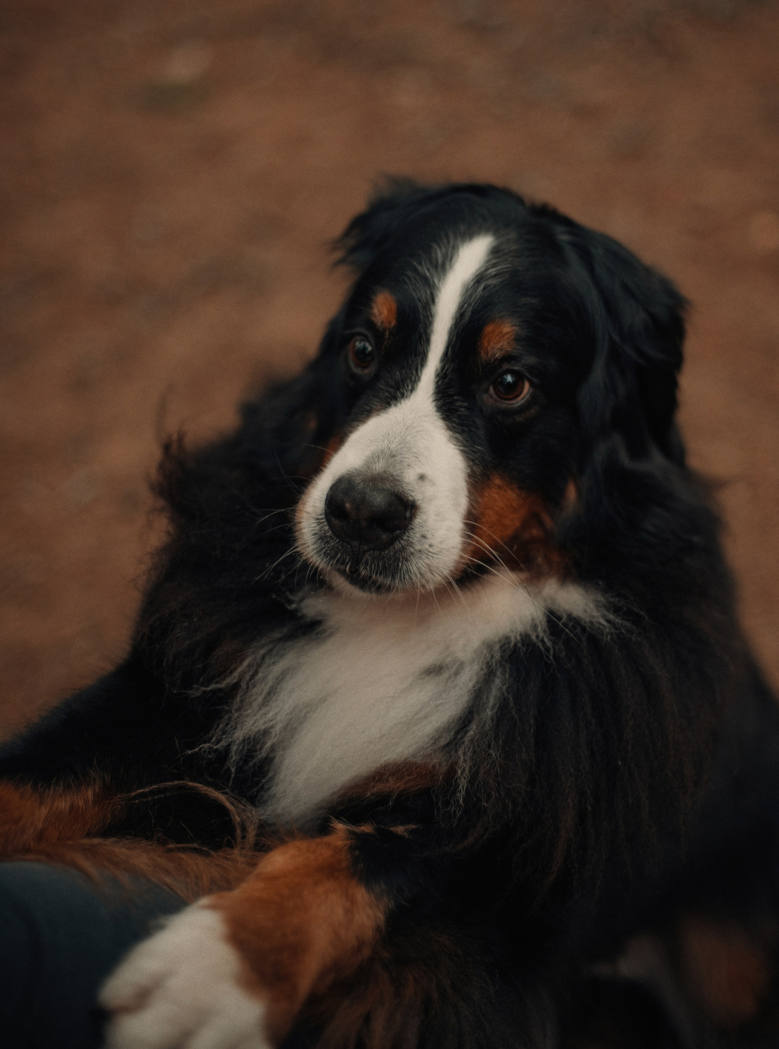 Прогулка: берн Пума, Фрэнк и Юля в Питере. Портфолио