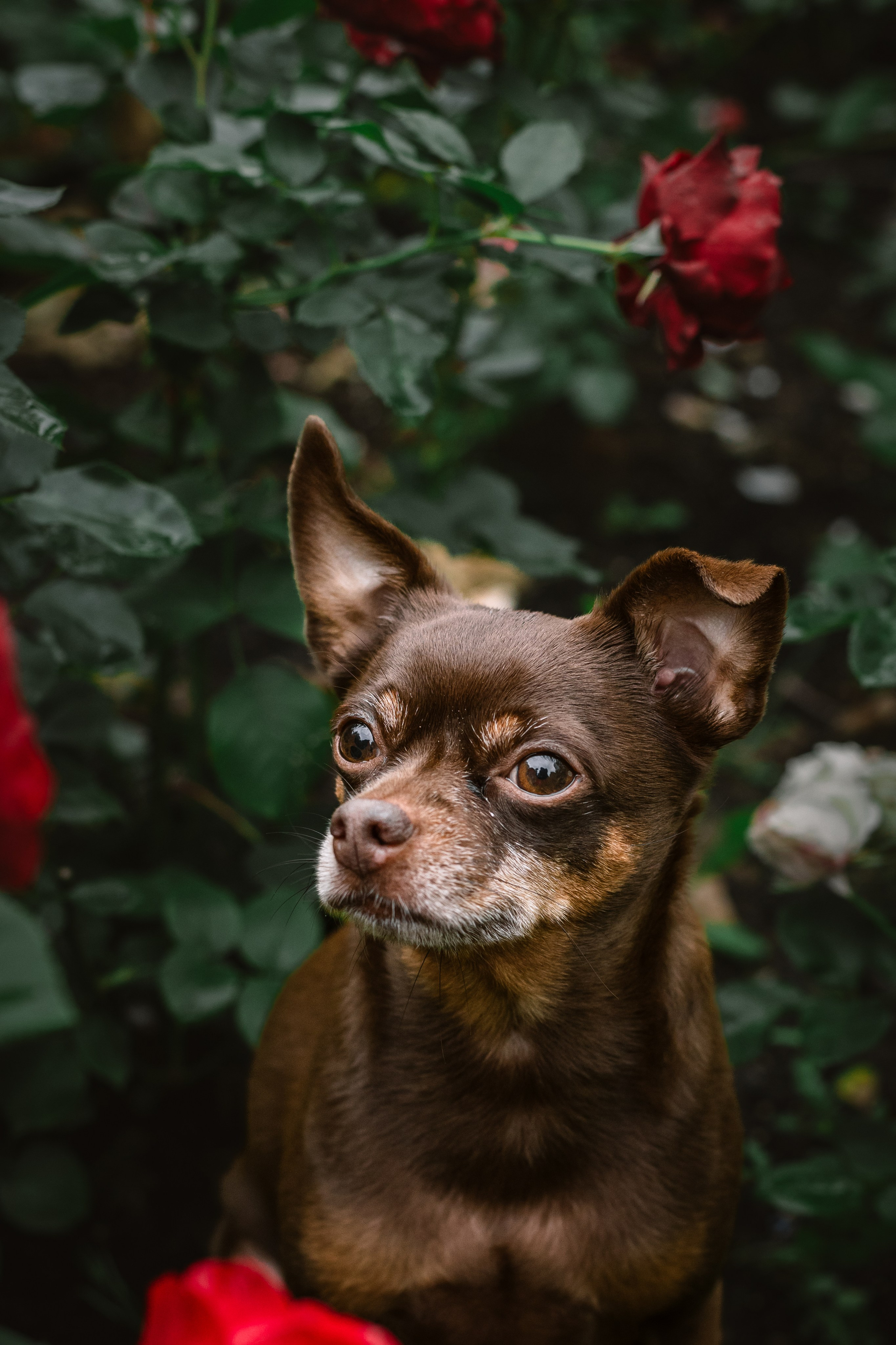 Юля и Леонид. Фотограф-анималист Татьяна Степанова