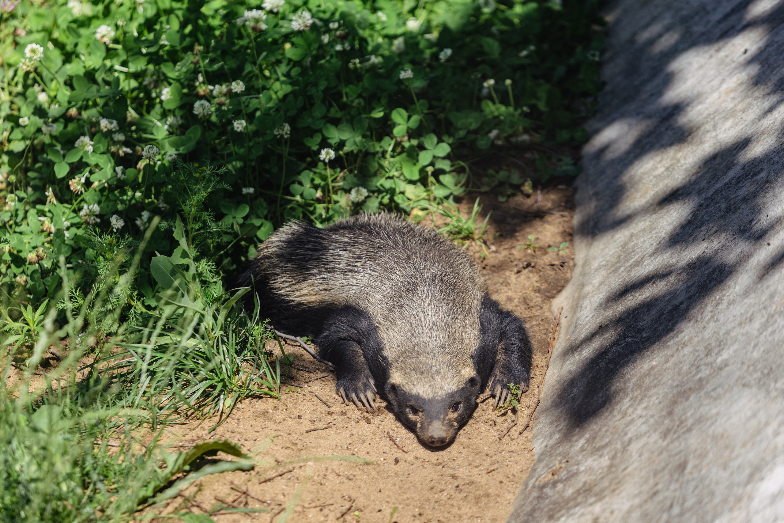 Московский зоопарк. Photographer Sonkina Tatiana (Tanya Ash)