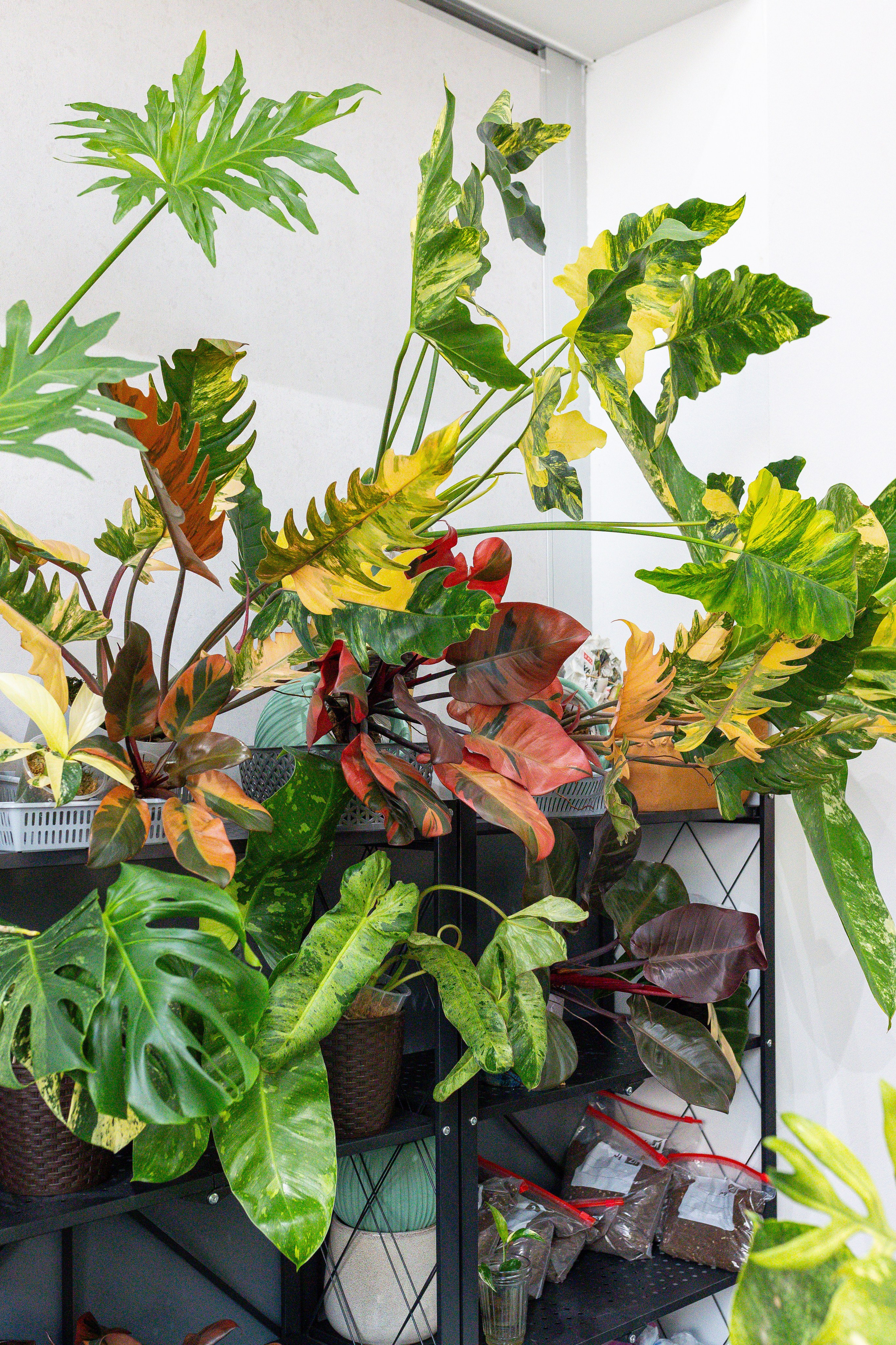 Монстериум 11–12 октября. Александра Куликова фотограф, Москва