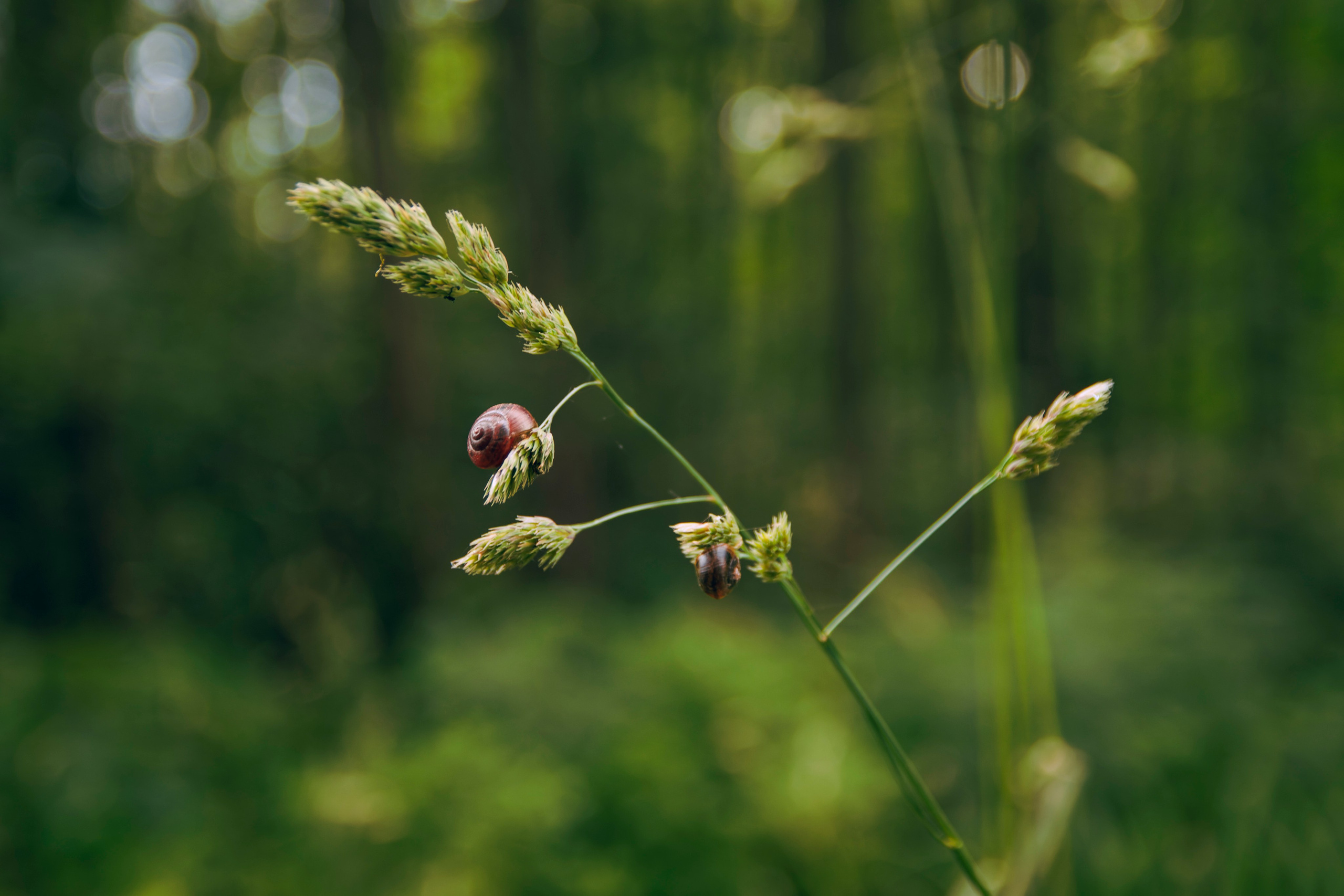 Из наблюдений. Плак или Квак