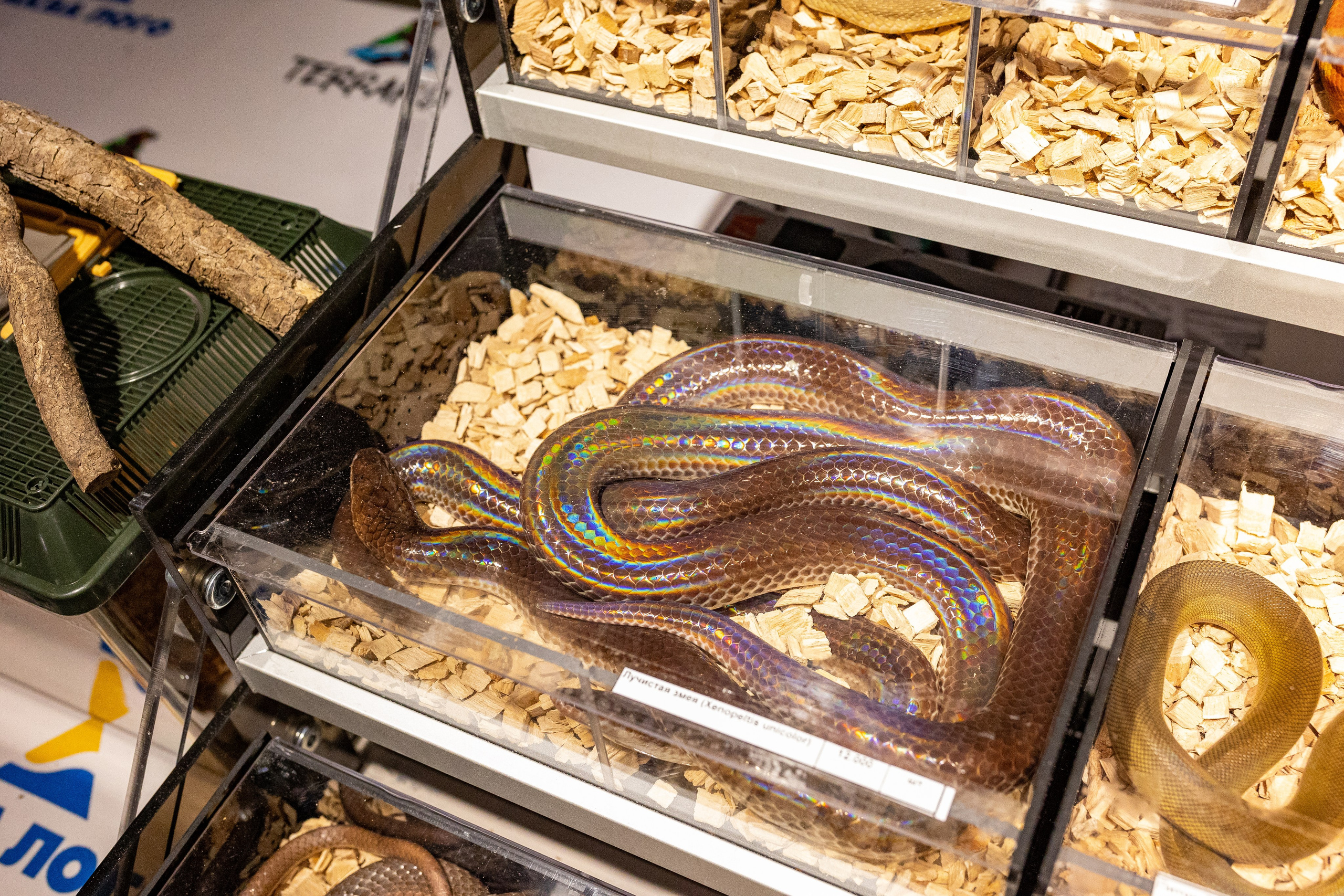 Рептилиум 2024. Александра Куликова фотограф, Москва