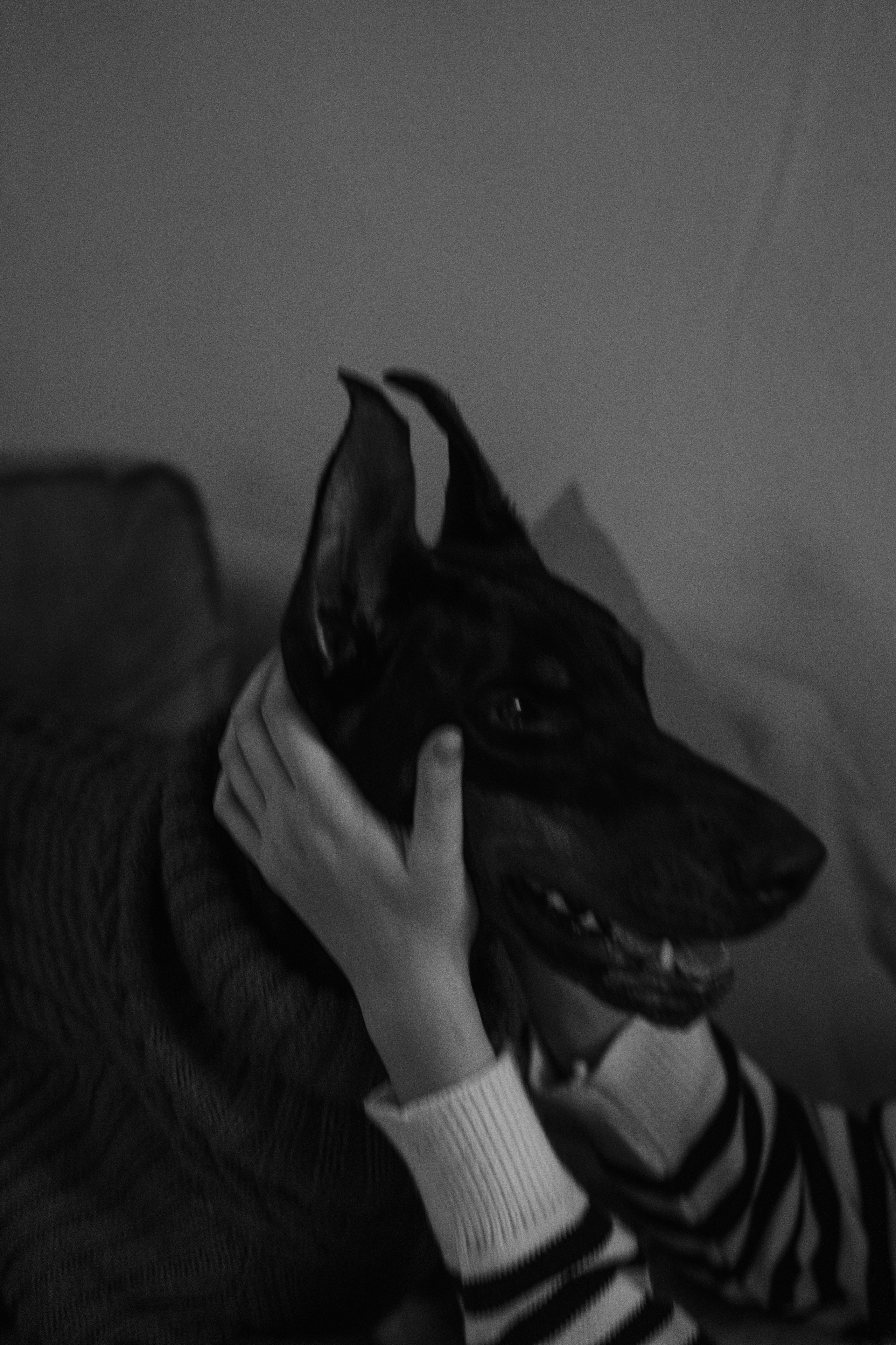 Саша и Асти. Фотограф анималист в Москве и Санкт-Петербурге Свиридова Анна