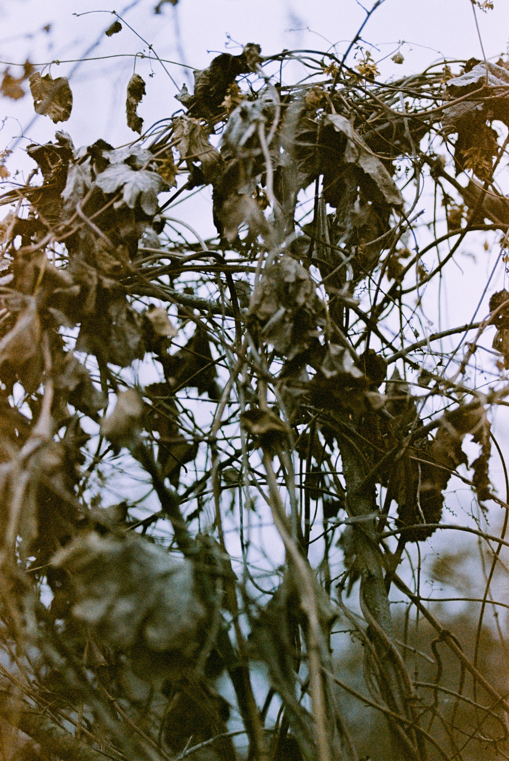 Осень на просроченную Kodak Color Plus 200 и Contax N1 с макро-объекти