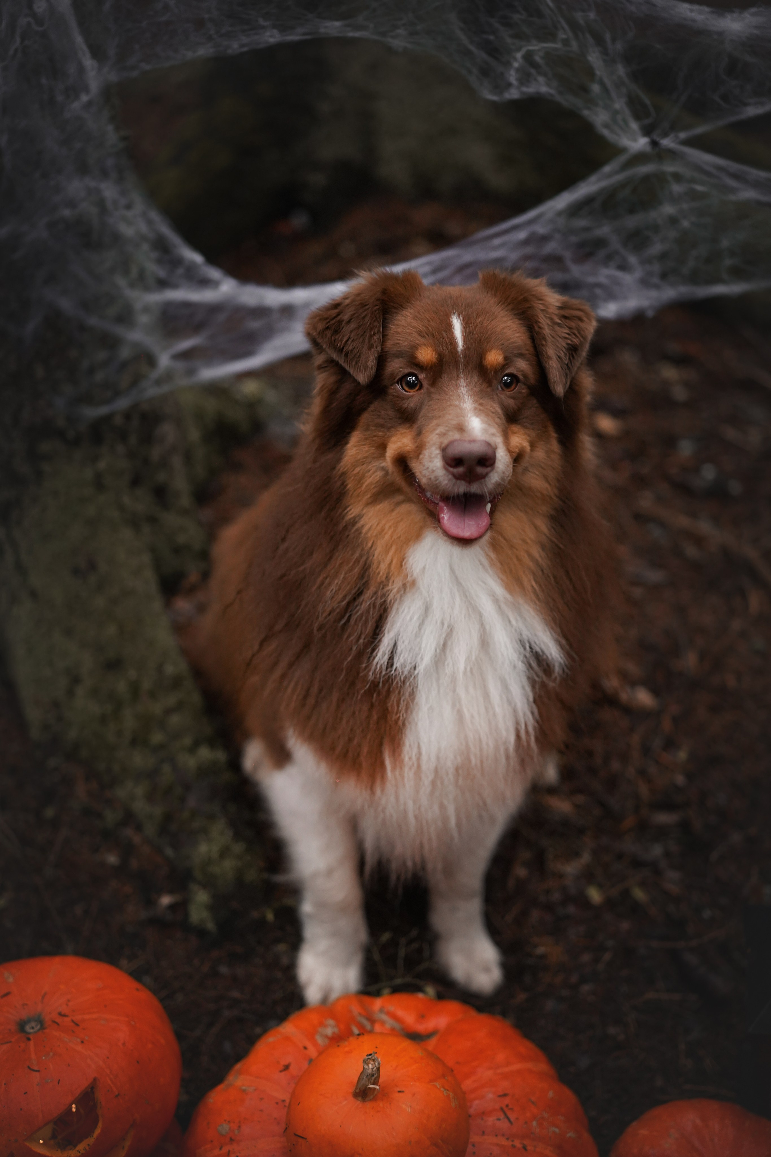 Аусси Хэллоуин 24. Фотограф-анималист в Санкт-Петербурге Яна Мартынова