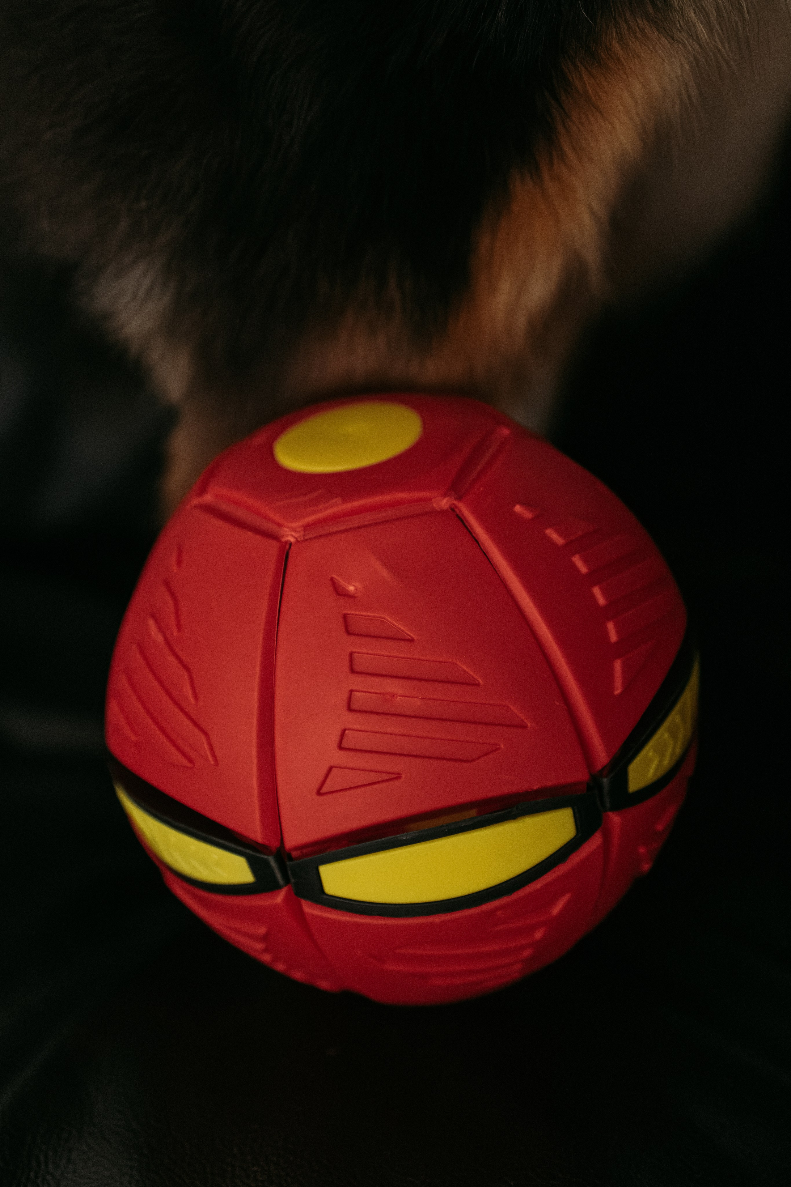 Мячи-попрыгуны. Фотораф — анималист Мария Шистка