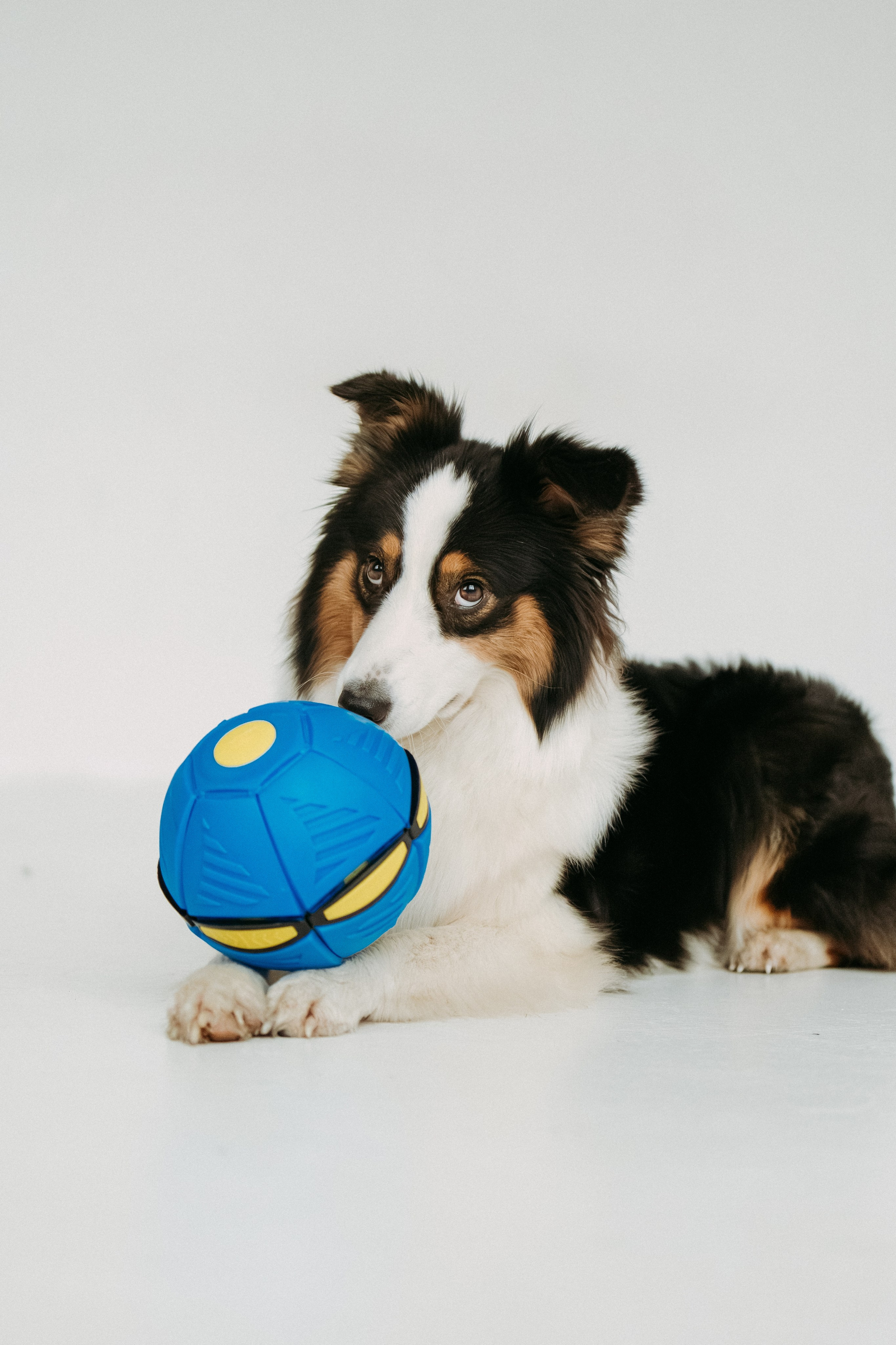 Мячи-попрыгуны. Фотораф — анималист Мария Шистка