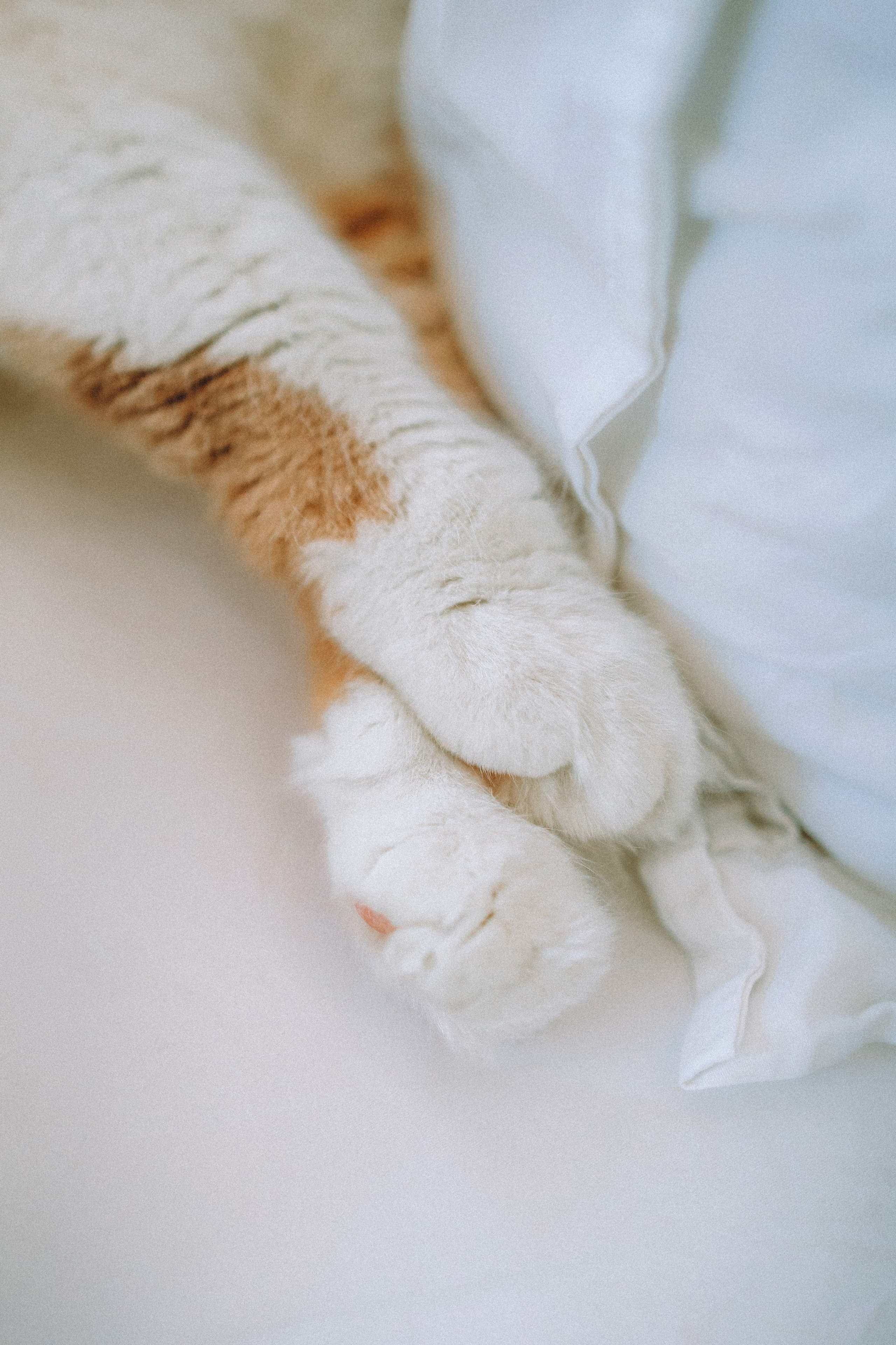 День Рождения Шу