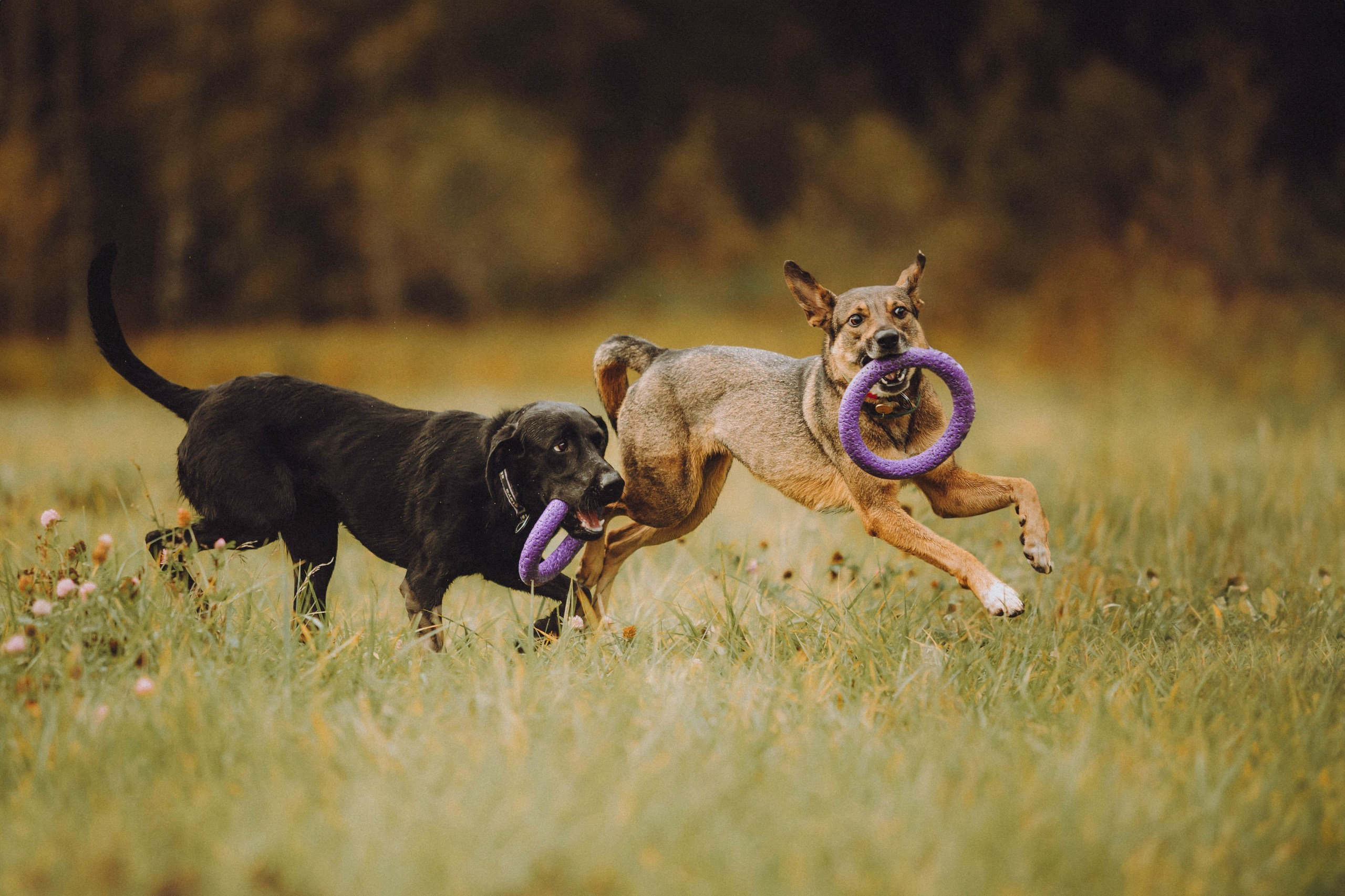 Как я выбираю, на какой объектив снимать животных?