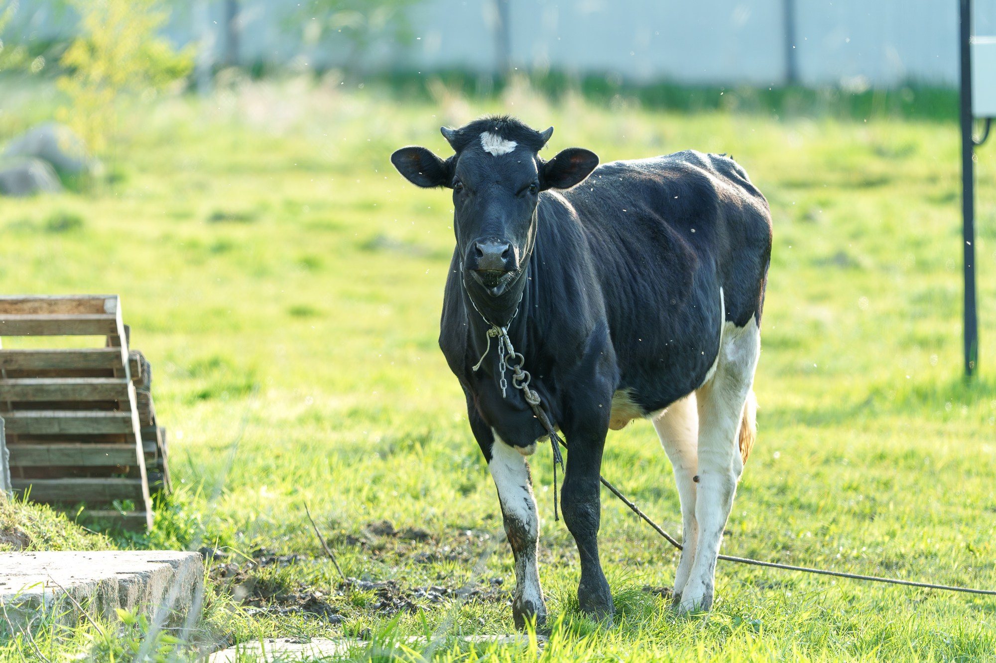 Животные. Ваш личный фотограф Марина Волкова