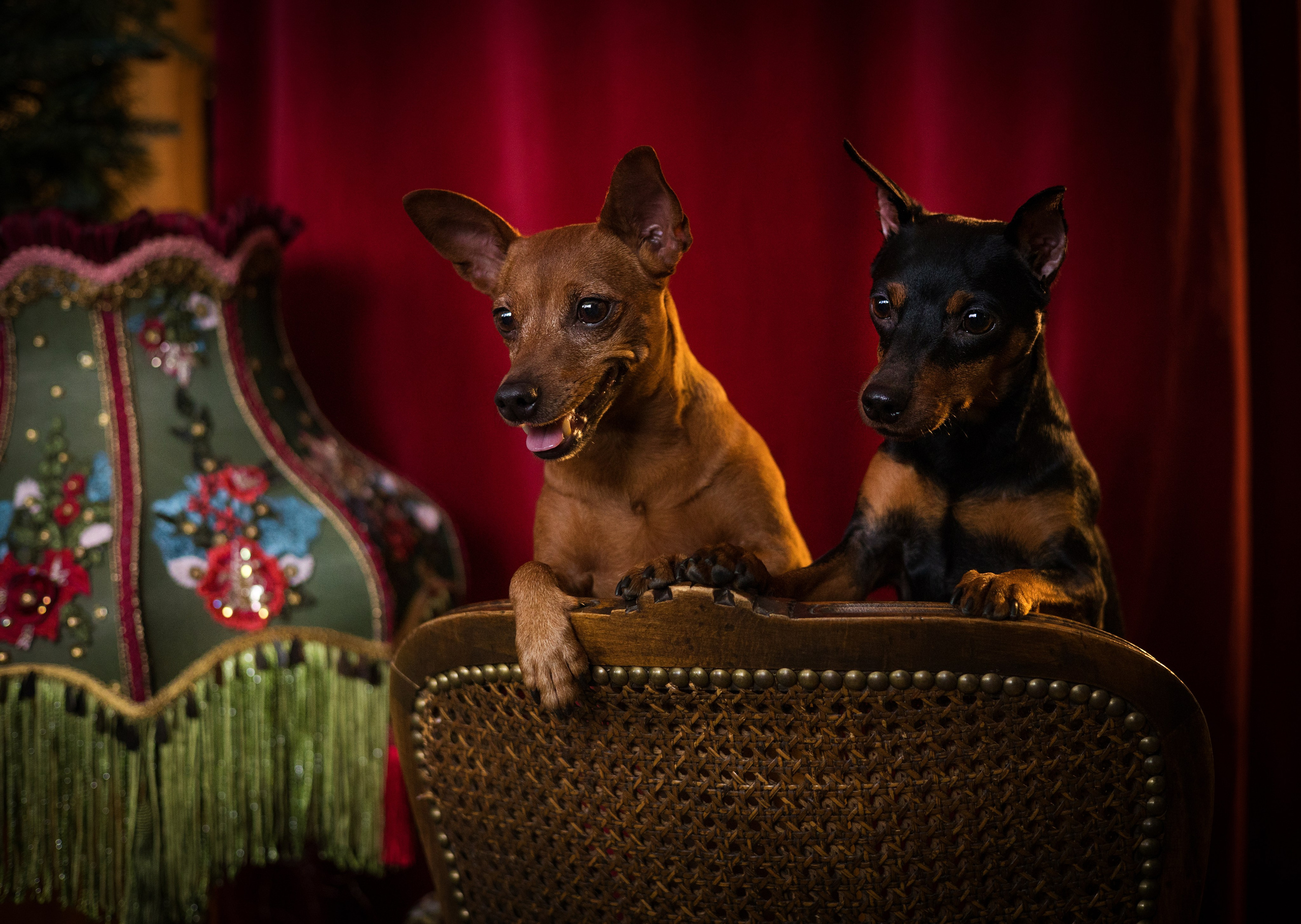 Портфолио. Фотограф-анималист в Екатеринбурге Марина Шишкина
