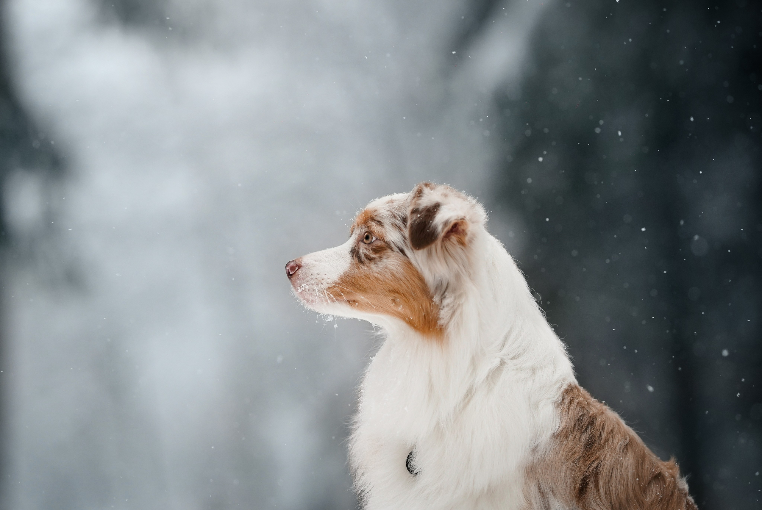 Панда. Фотограф-анималист в Санкт-Петербурге Яна Мартынова