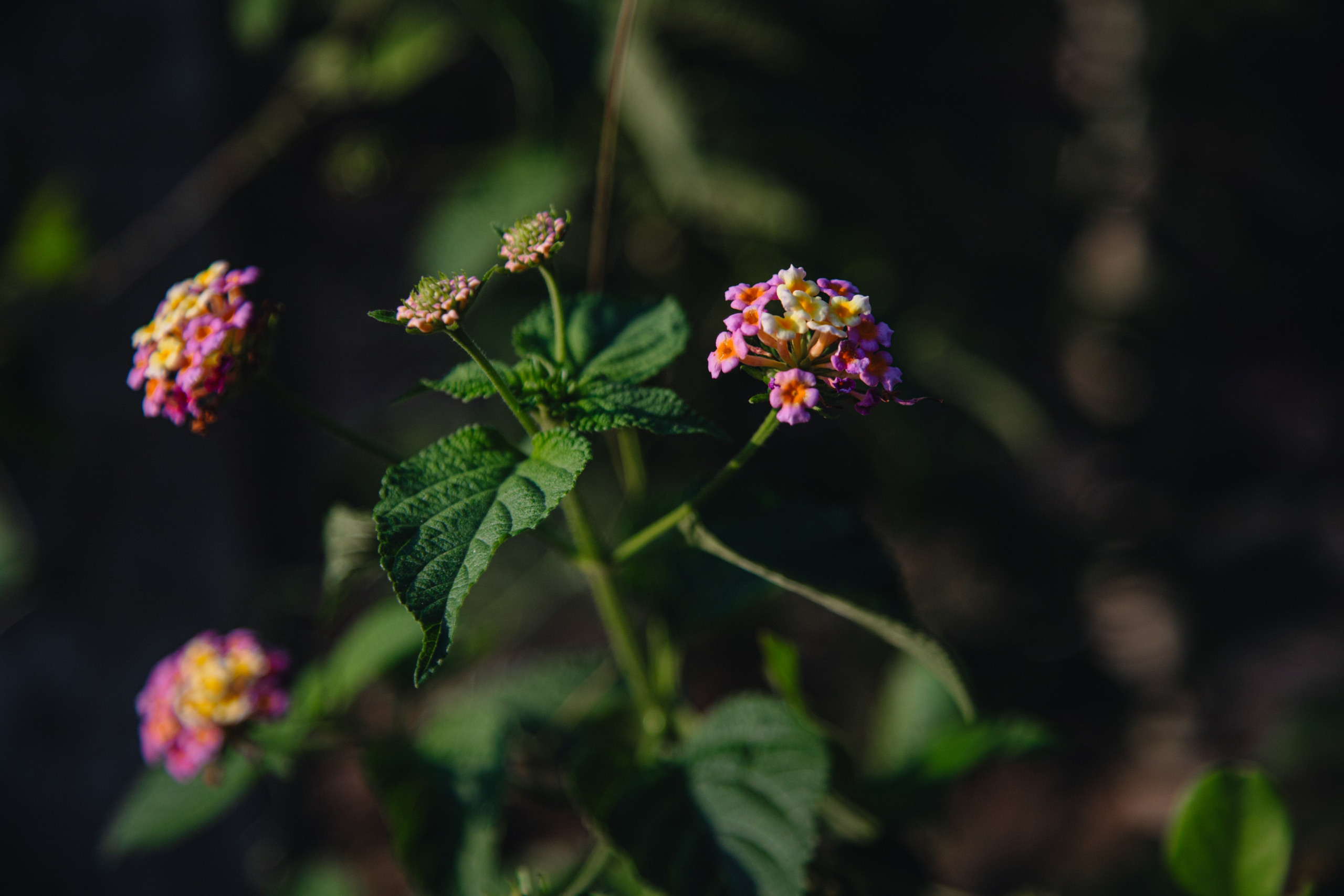 Шри-Ланка. Фотограф Юля Постнова