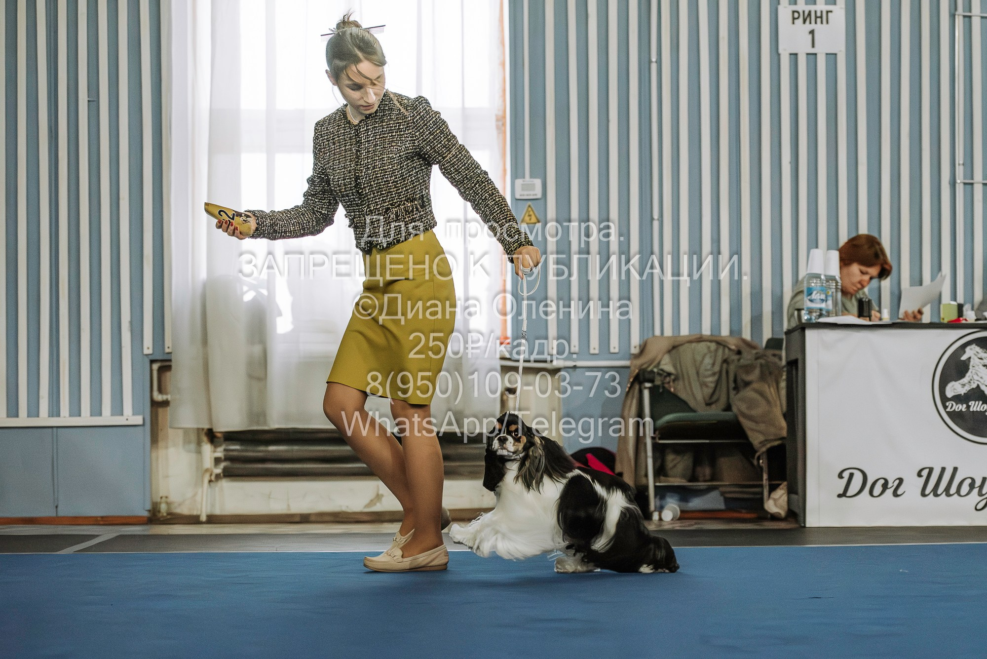 Выставка собак Красноярск 29.10.2023. Фотограф Диана Оленина Красноярск / Братск