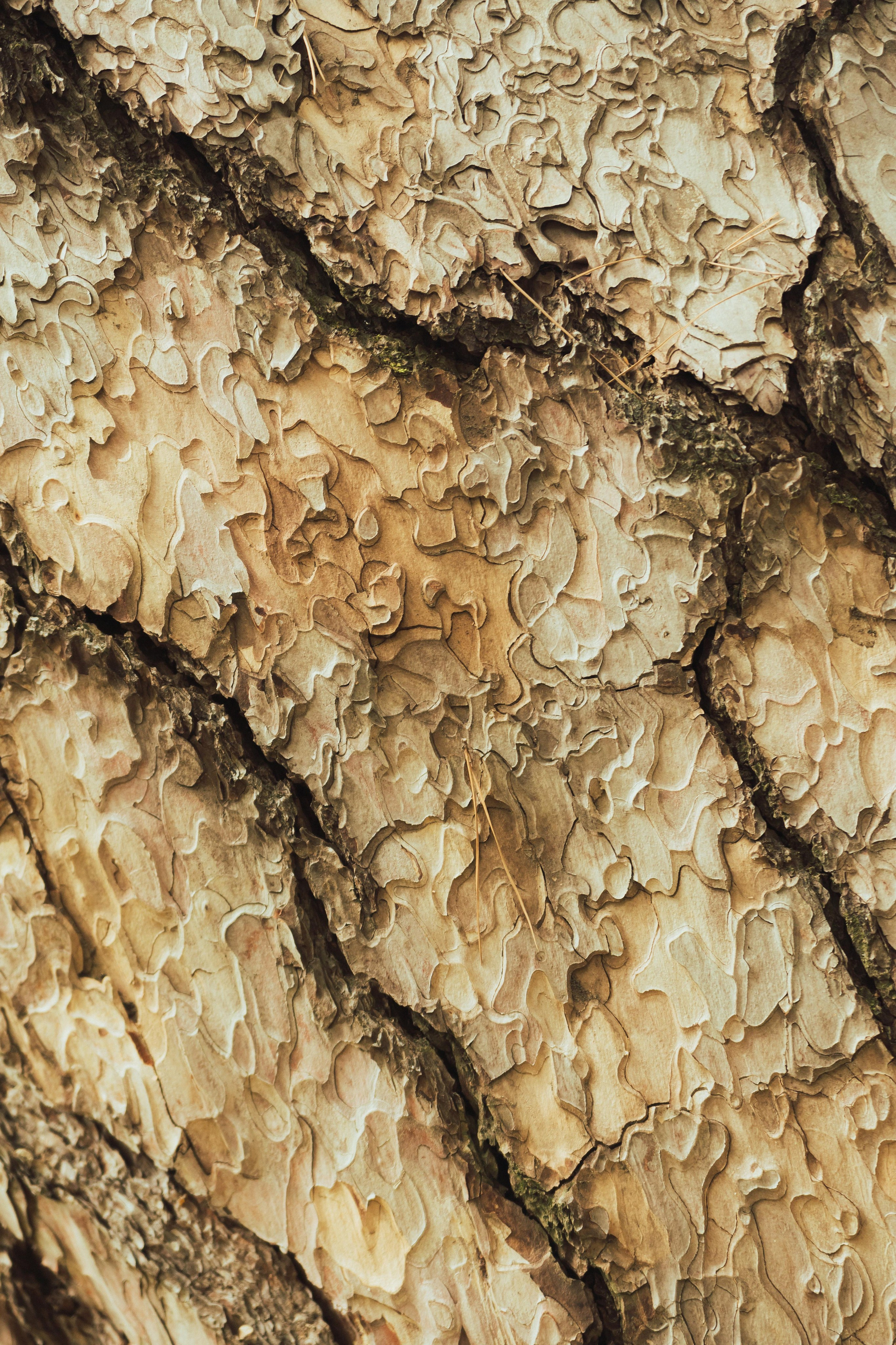 Много гуляли. Семен Соколов