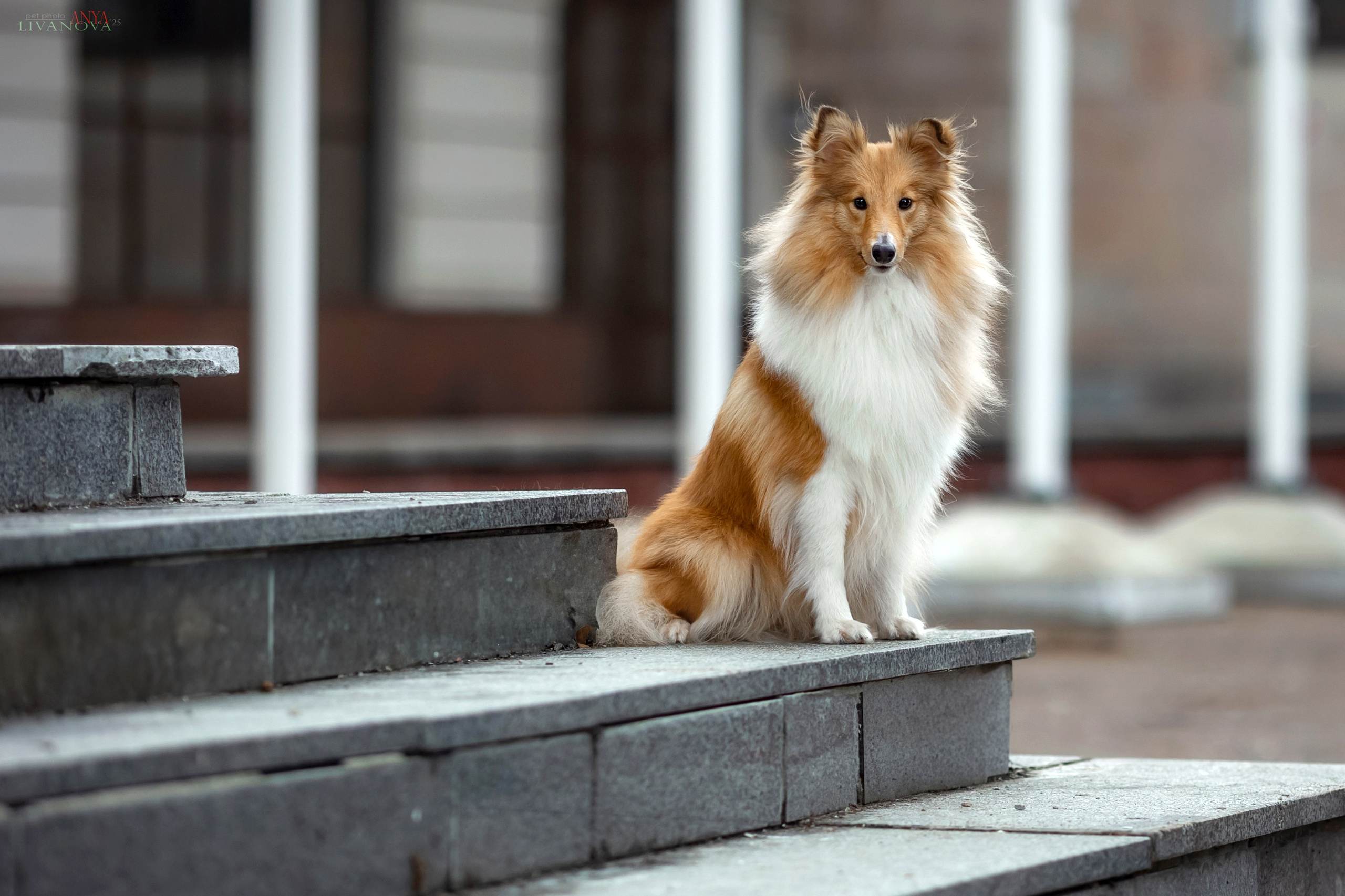 Ника. Фотограф анималист Аня Ливанова | Рыбинск