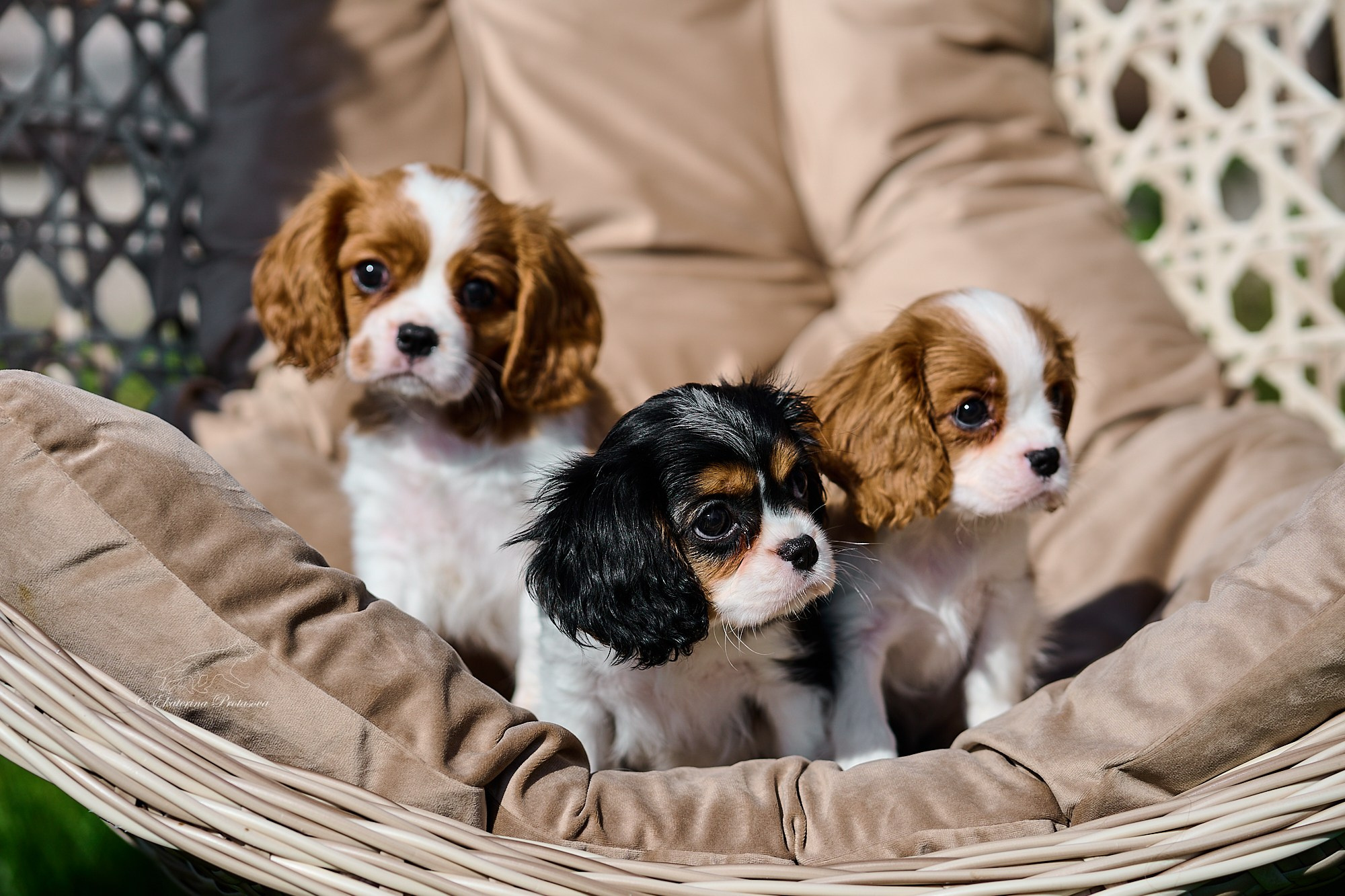 Кавалерчики. Фотограф-анималист в Иркутске
