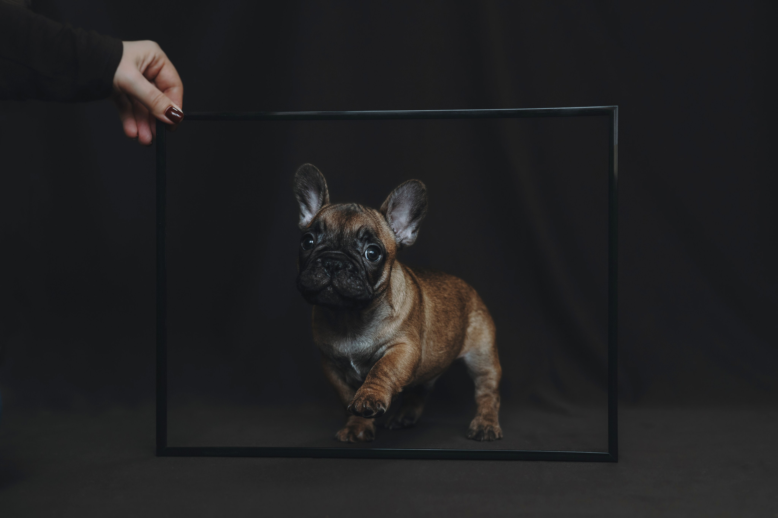 Щеночки. Фотограф — анималист Владивосток, Алина