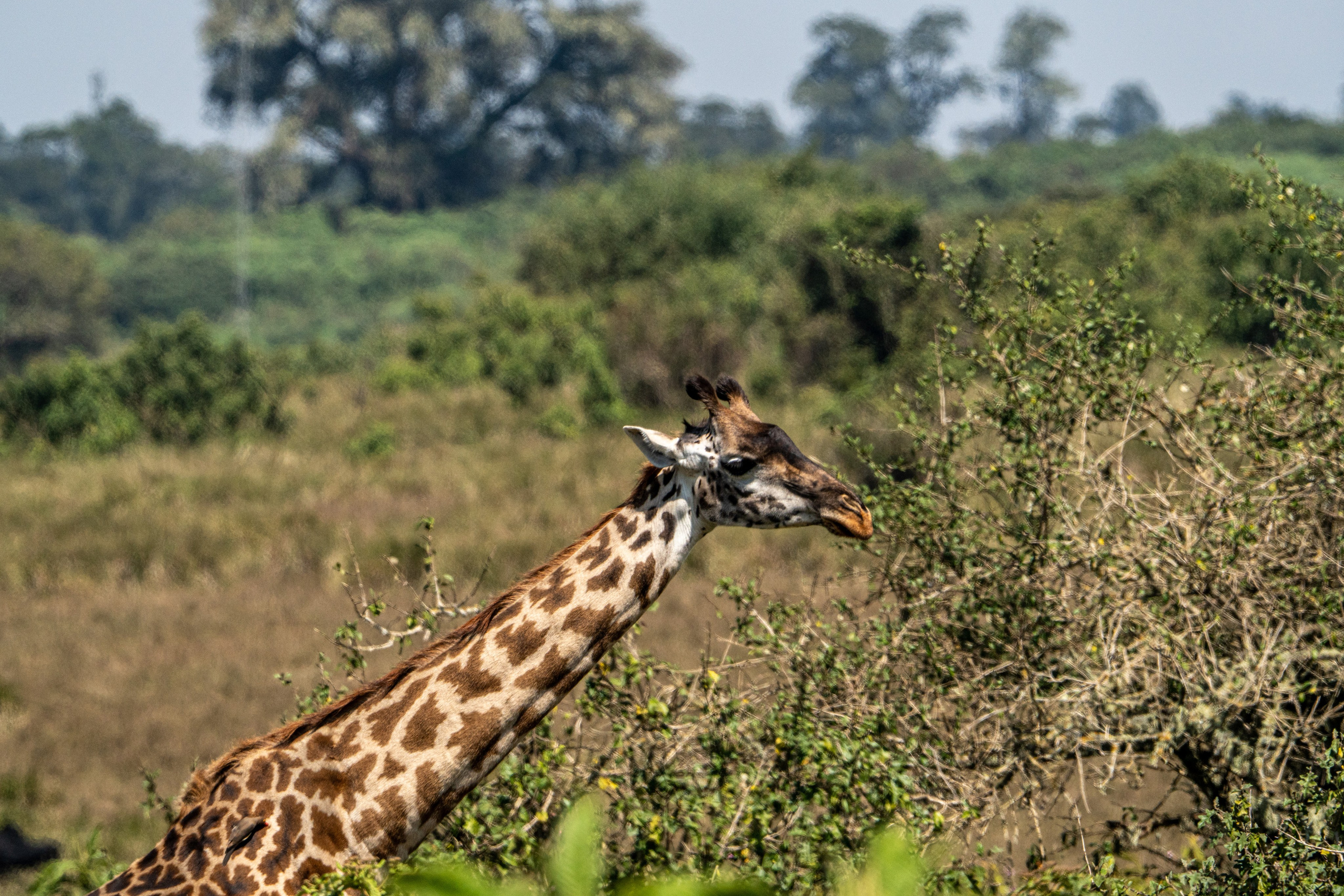 Танзания, сафари, 2025. Творческие сьемки