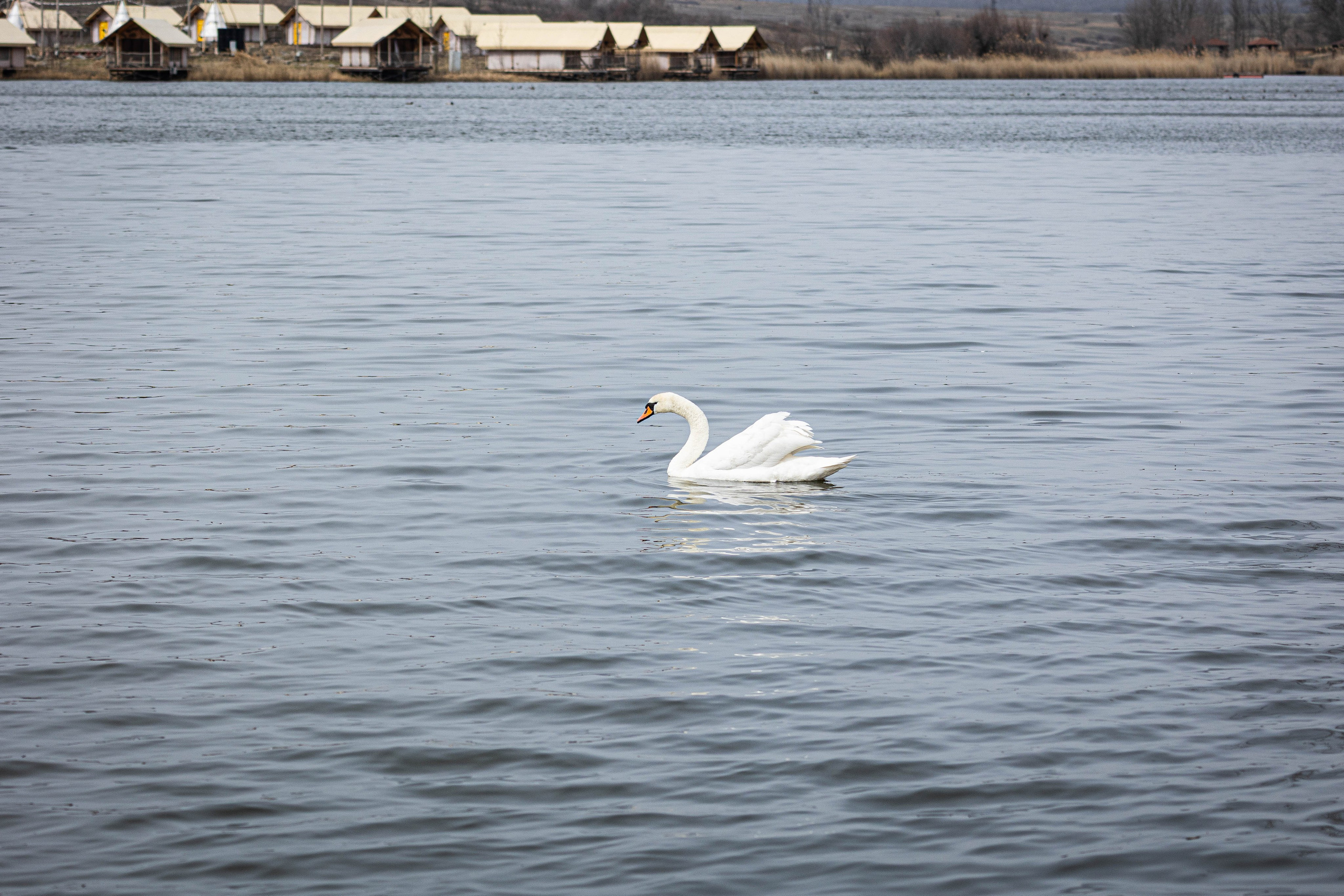 Парк Малинки 2026. Фотограф-АниМалист Анна Абрамова
