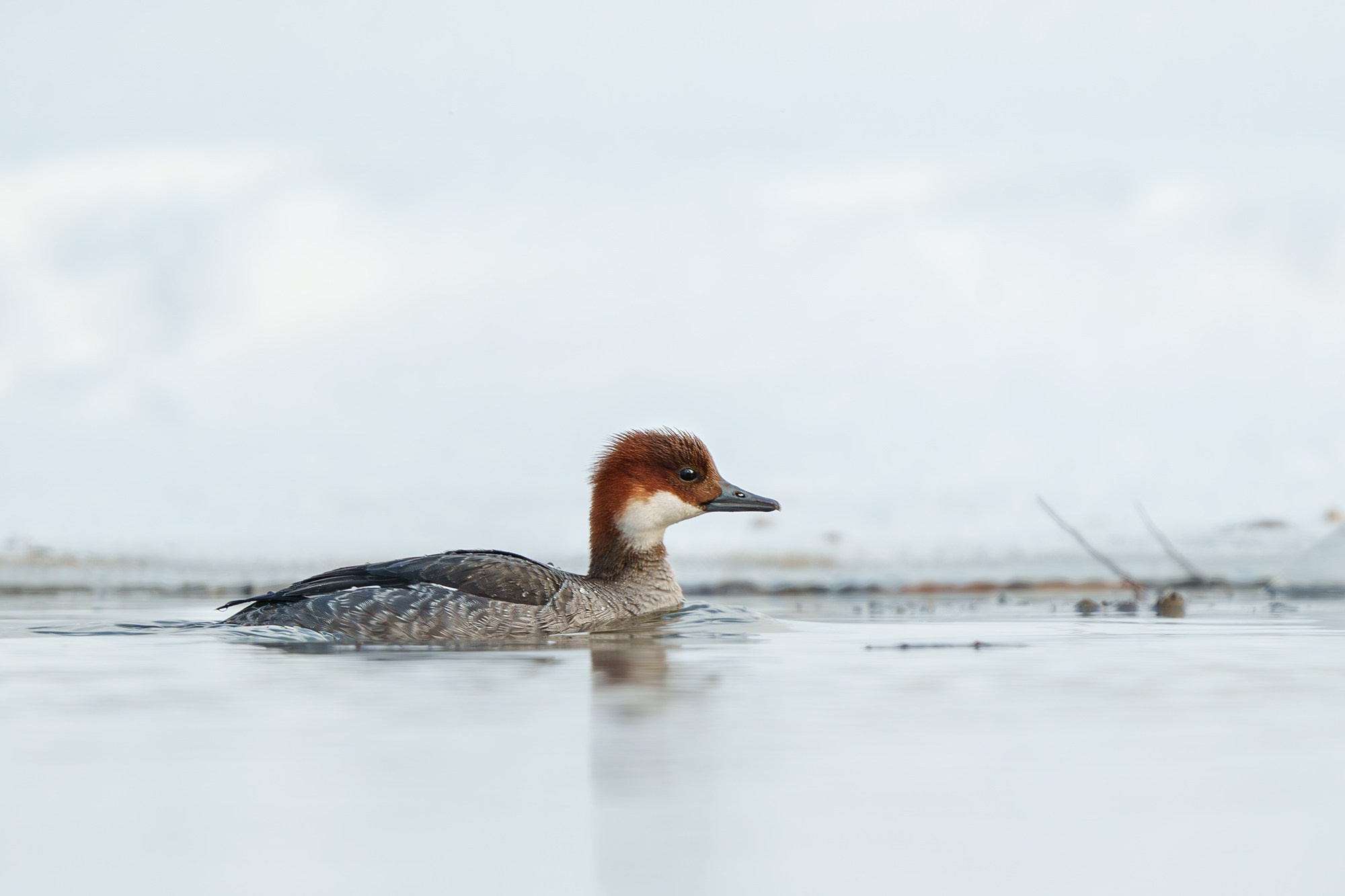 Удивительные мир птиц. Вокруг нас столько прекрасного — присмотритесь!. Ваш личный фотограф Марина Волкова