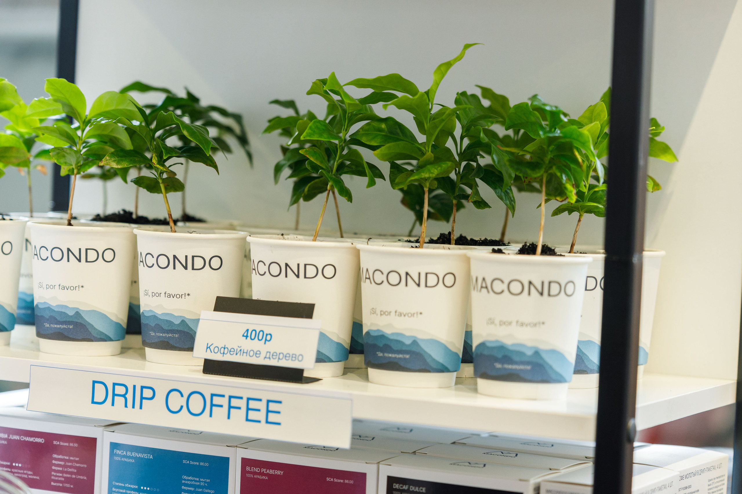 Флоу фест 2024. Фотограф Балаев Михаил