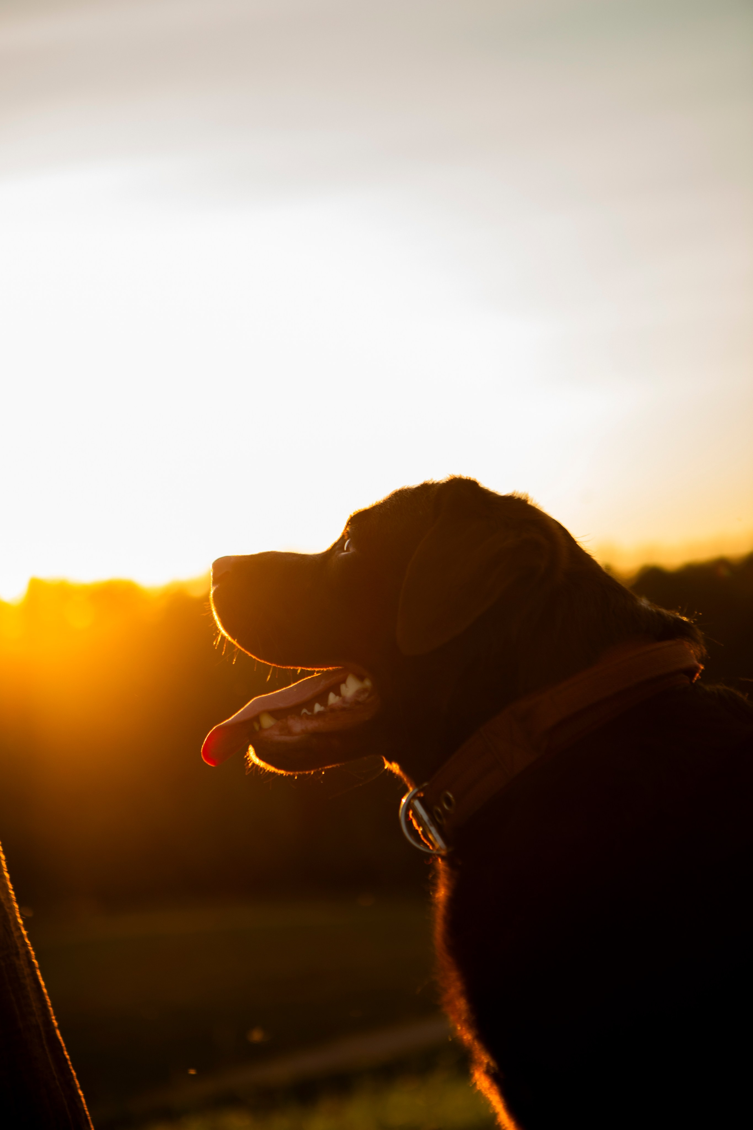 Закатная. Фотограф-анималист в Санкт-Петербурге Алина Яхонт