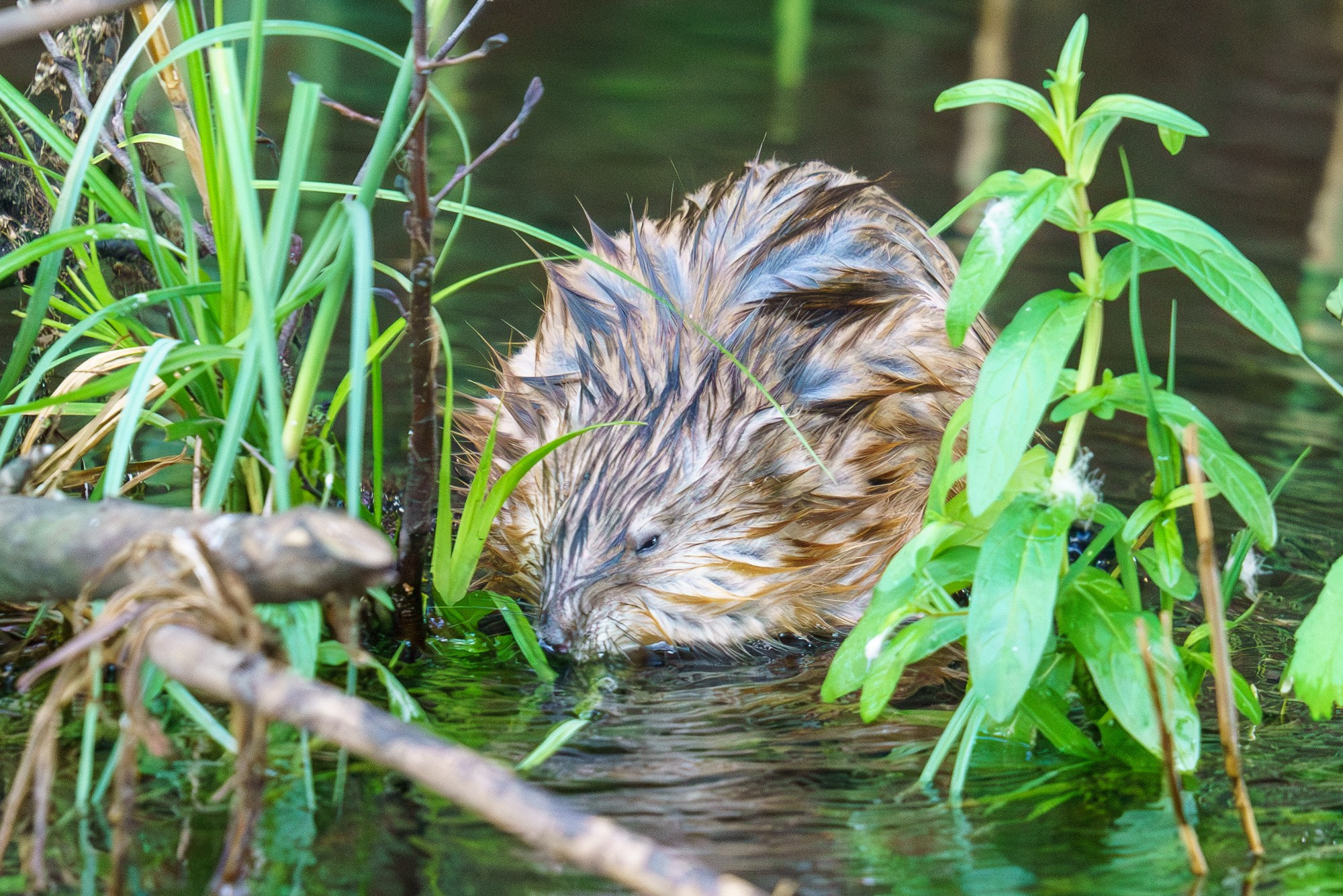 Животные. Ваш личный фотограф Марина Волкова