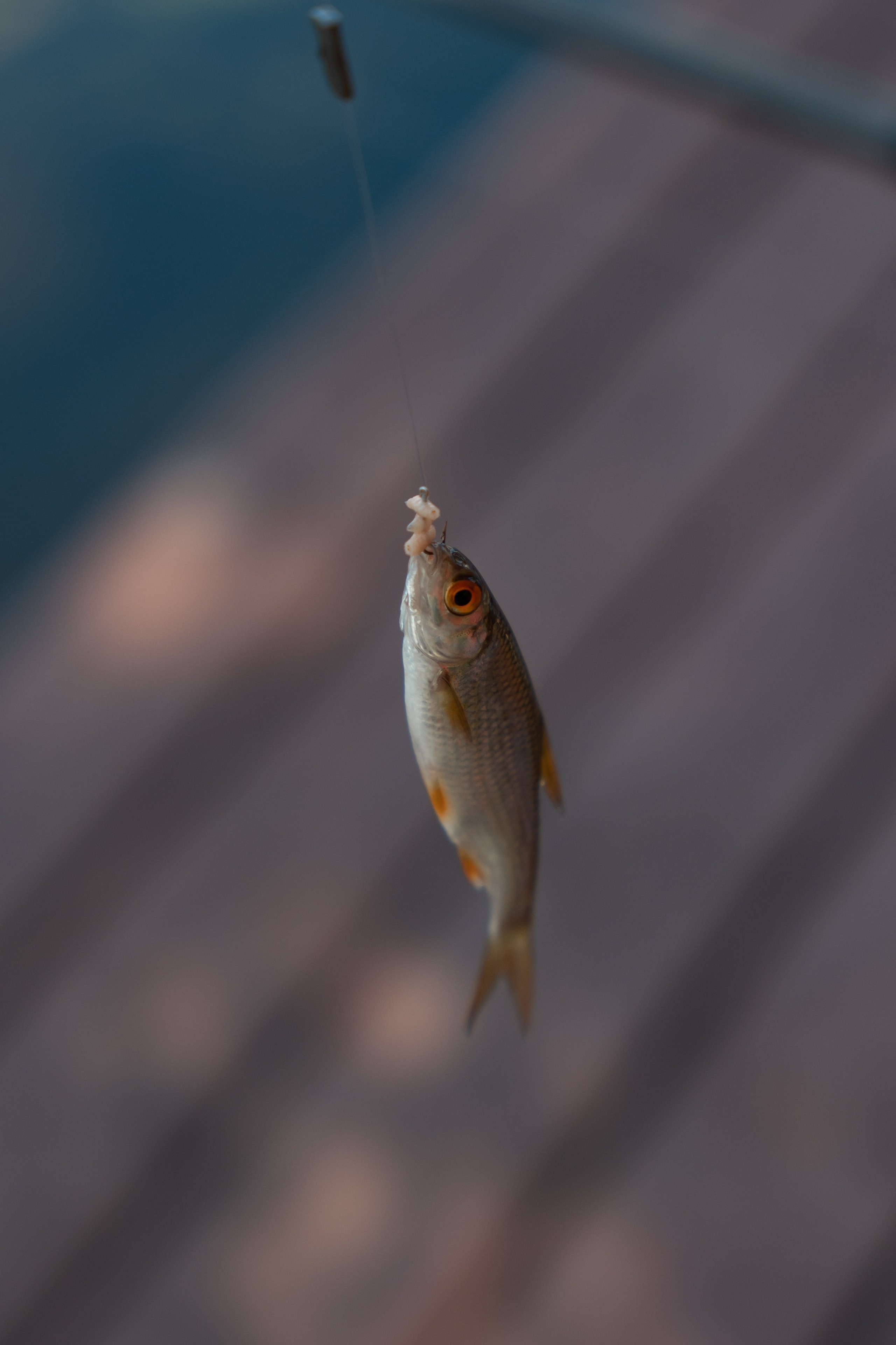 Годовасие Виктории.Семейное тепло