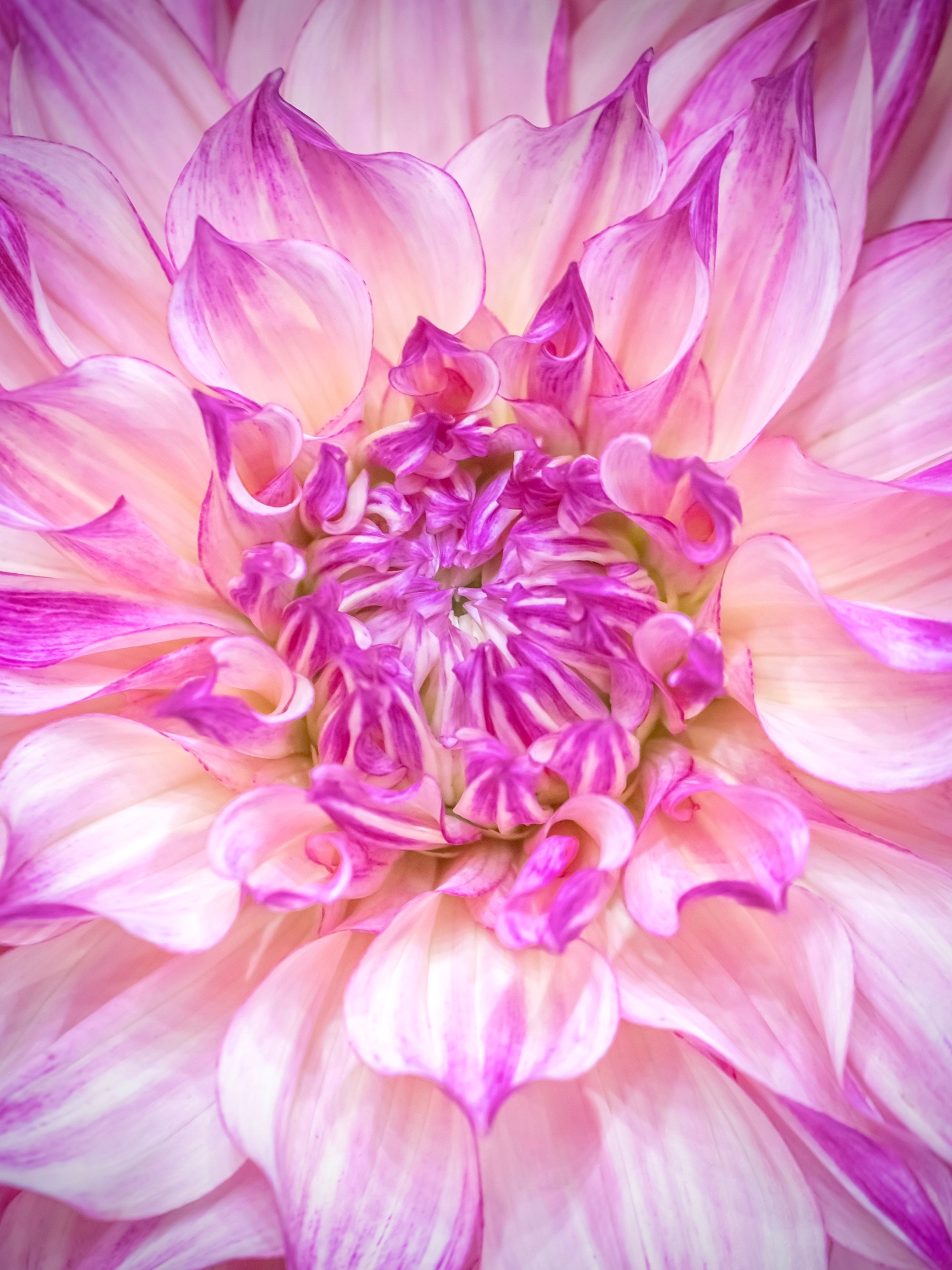 Цветы-Экспо 2023. Фотосессии и репортаж — Фотограф в Москве — Рина Серёгина