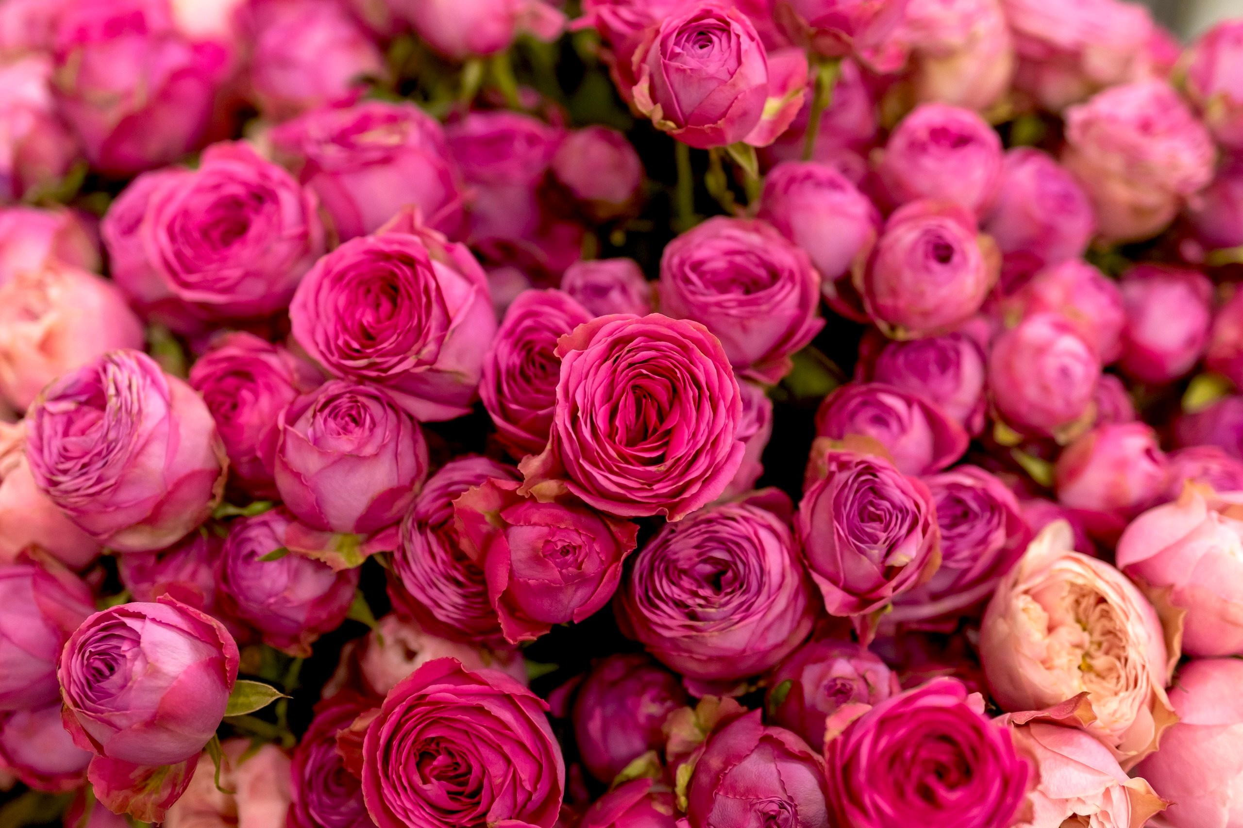 Цветы-Экспо 2024. Фотосессии и репортаж — Фотограф в Москве — Рина Серёгина