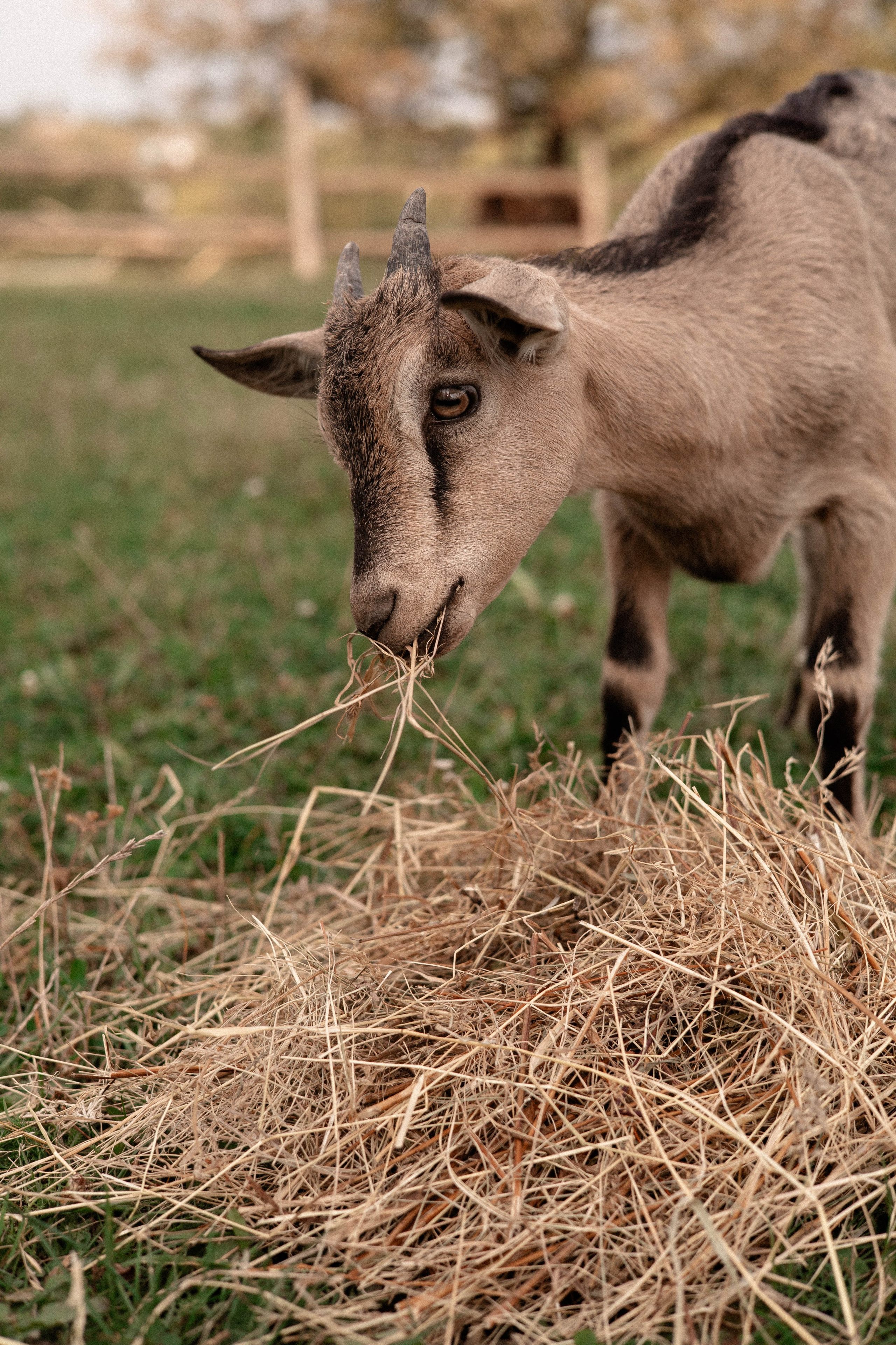 Давид, Настя и Дима. Свадебный и портретный фотограф Соломко Диана