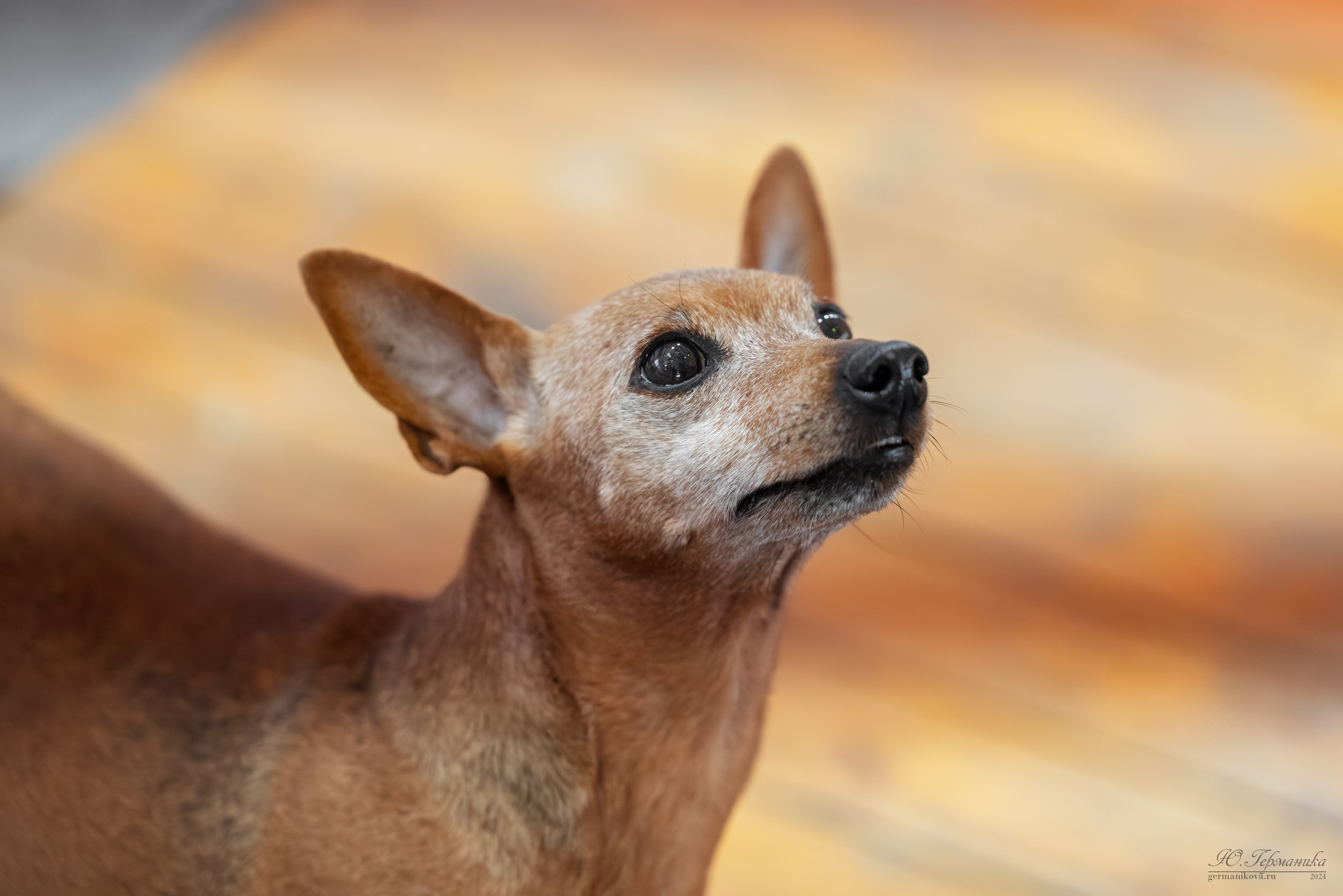 Тверь 23.03.2025. Фотограф-анималист Юлия Германика