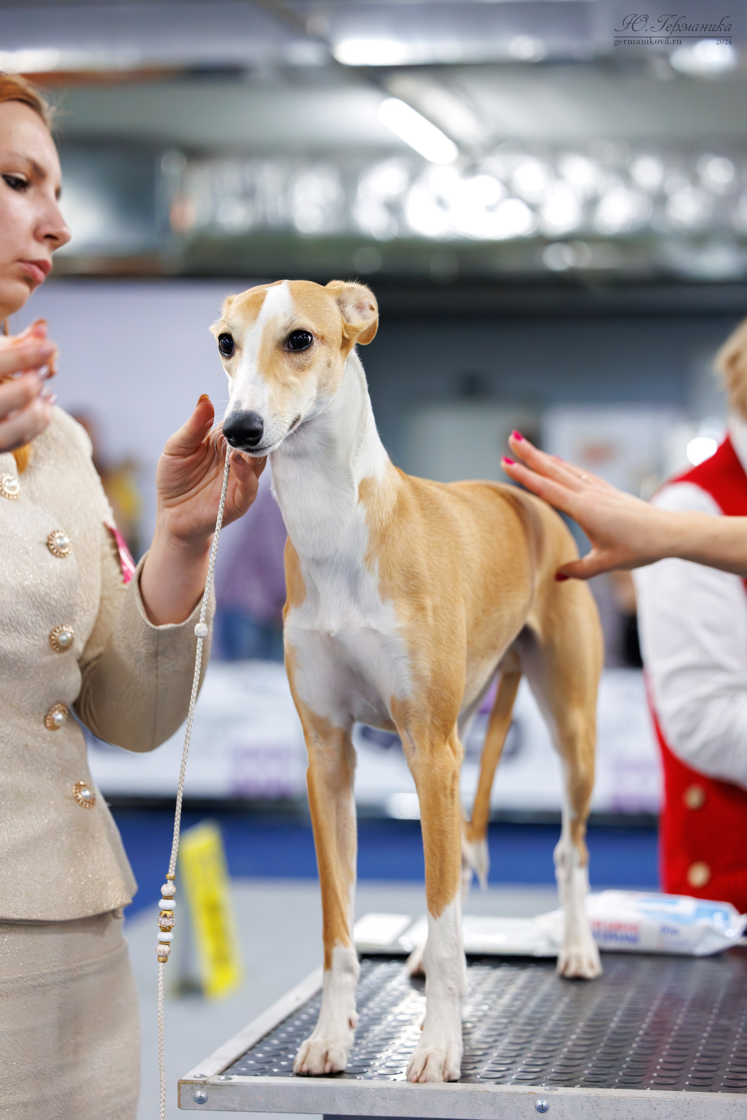 Сфера и Крокус 8,9,16 и 30.03.2025. Фотограф-анималист Юлия Германика