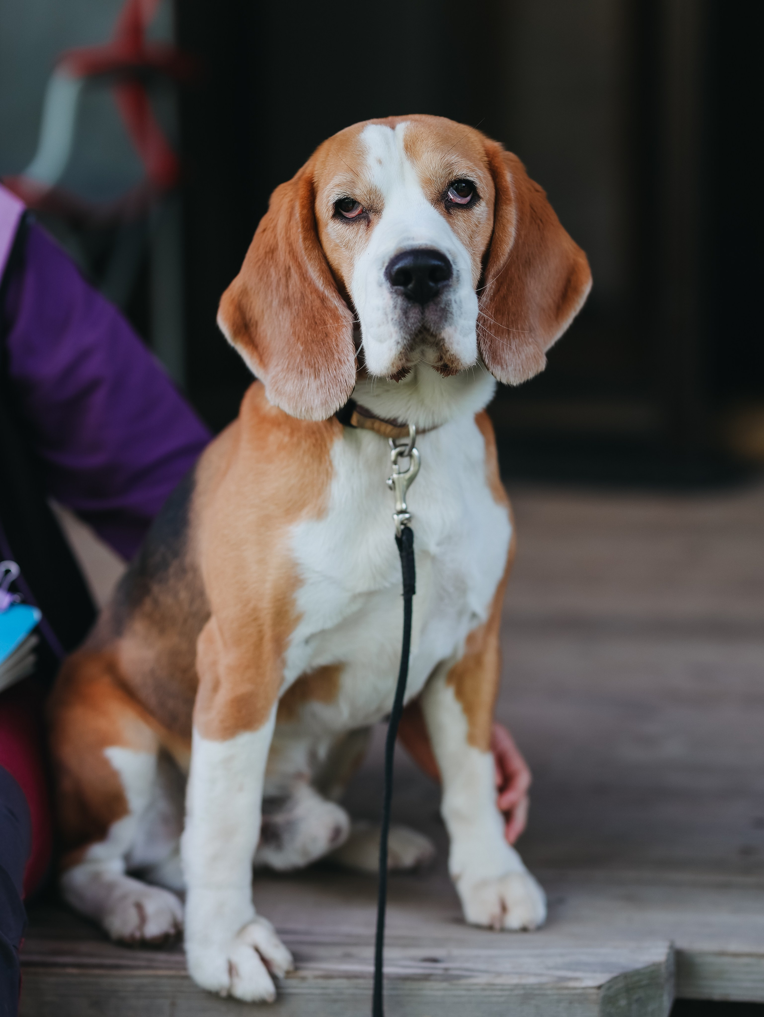 Лагерь ноузворк. Фотограф-анималист в Москве Кириллова Татьяна