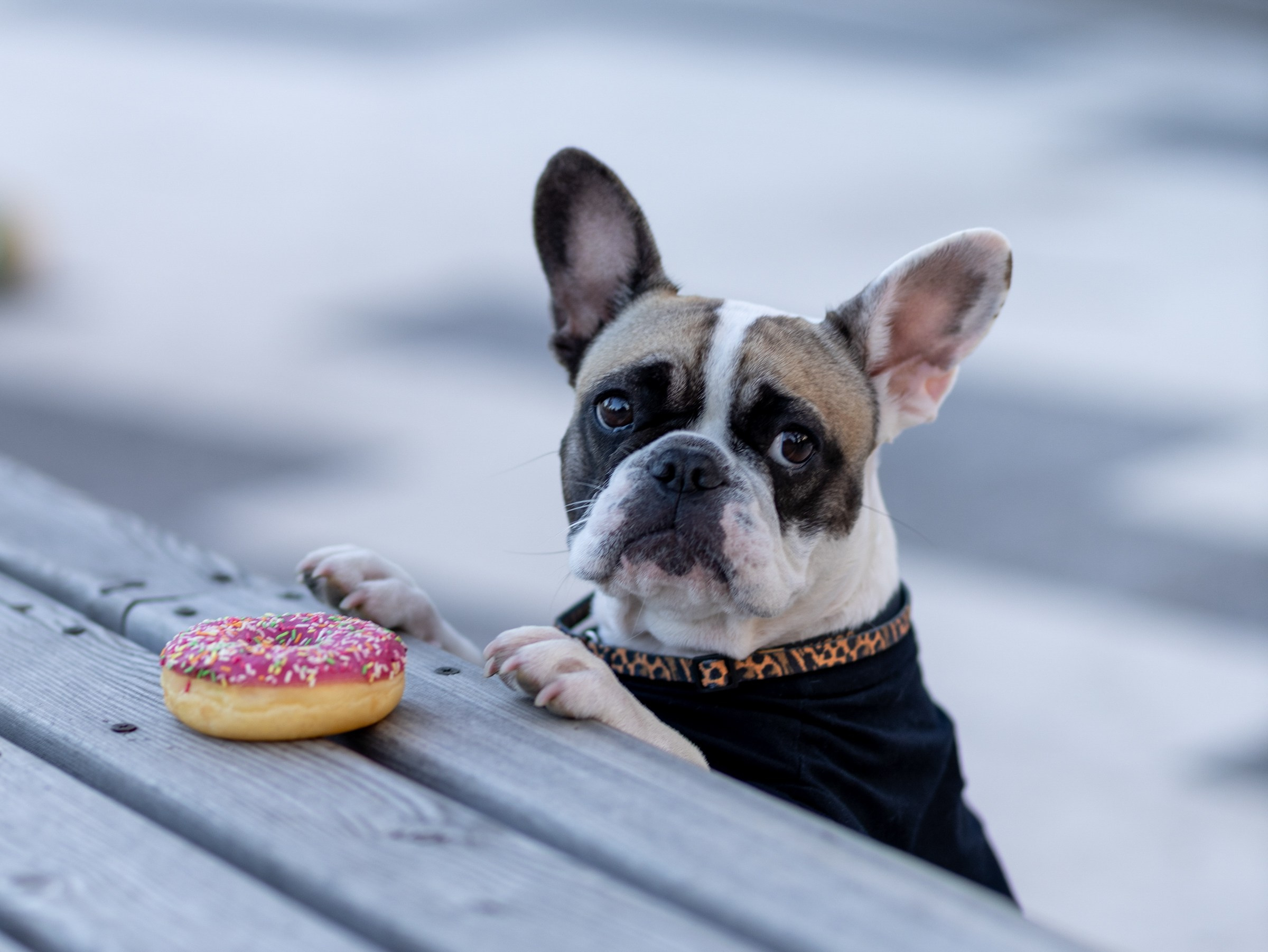 Пандора и Марго. Фотограф-анималист в Москве Кириллова Татьяна