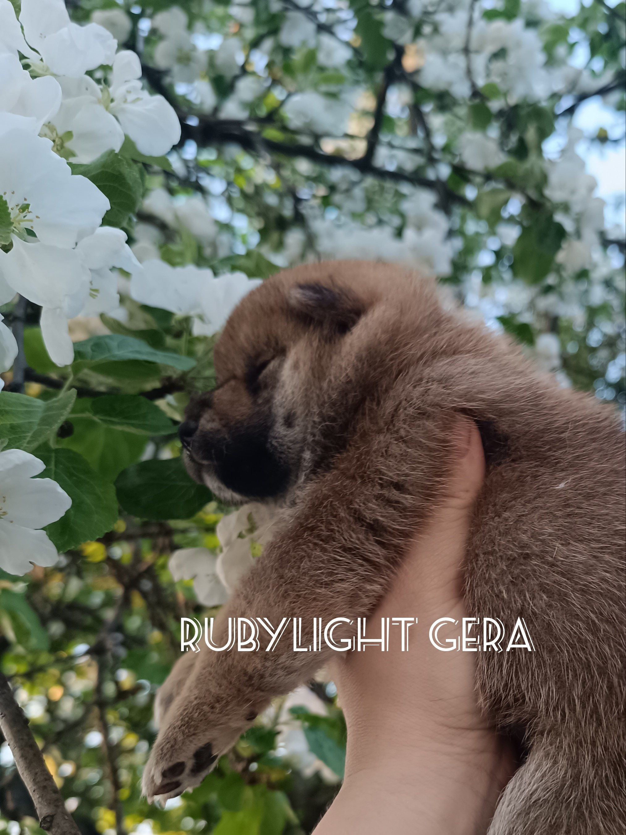 сиба питомник Рубилайт щенки на продажу rubylight  сиба щенки купить СПб Санкт-Петербург