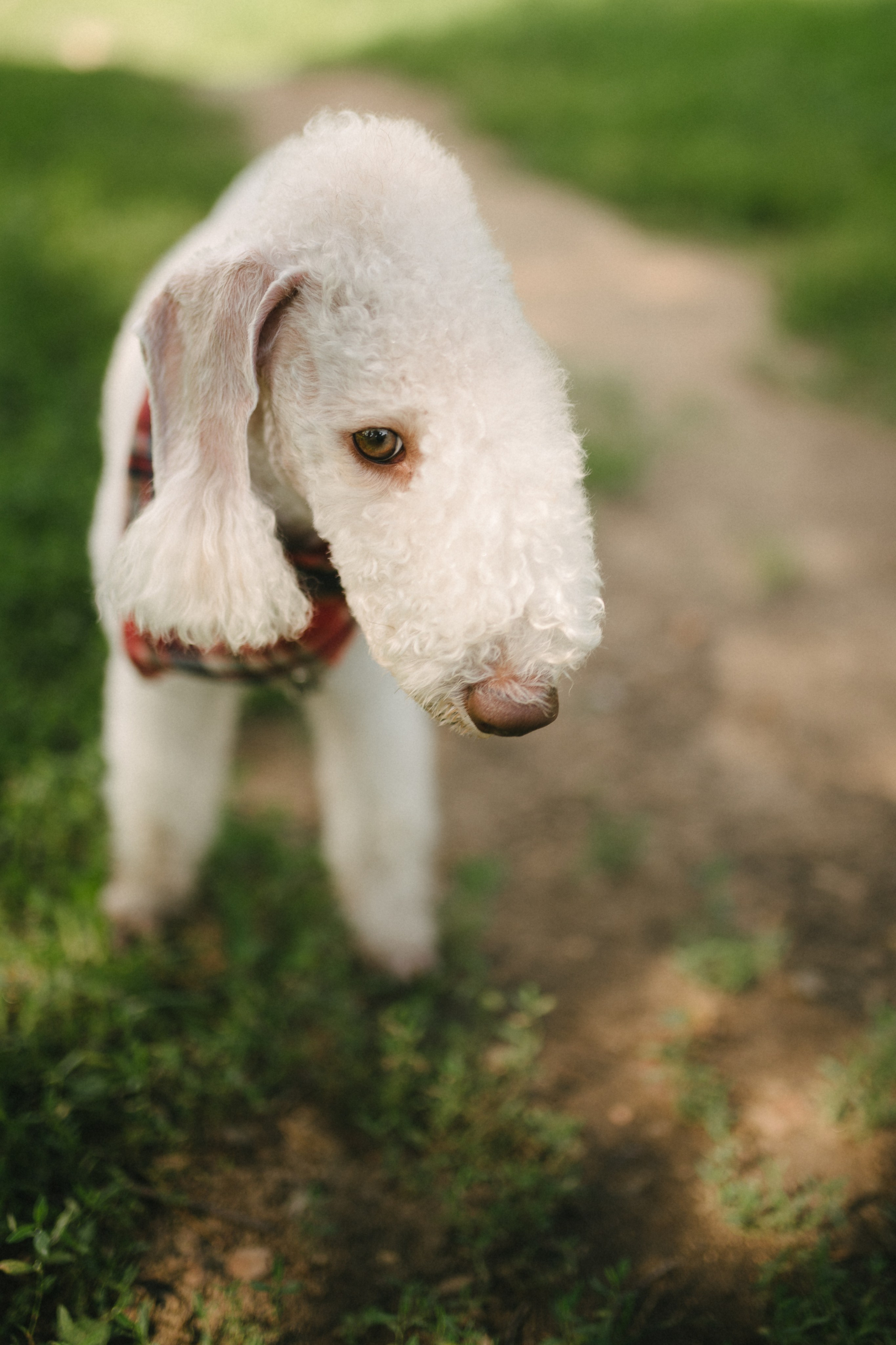 Лиза и Каспер. Фотограф анималист в Москве Ольга Агушева
