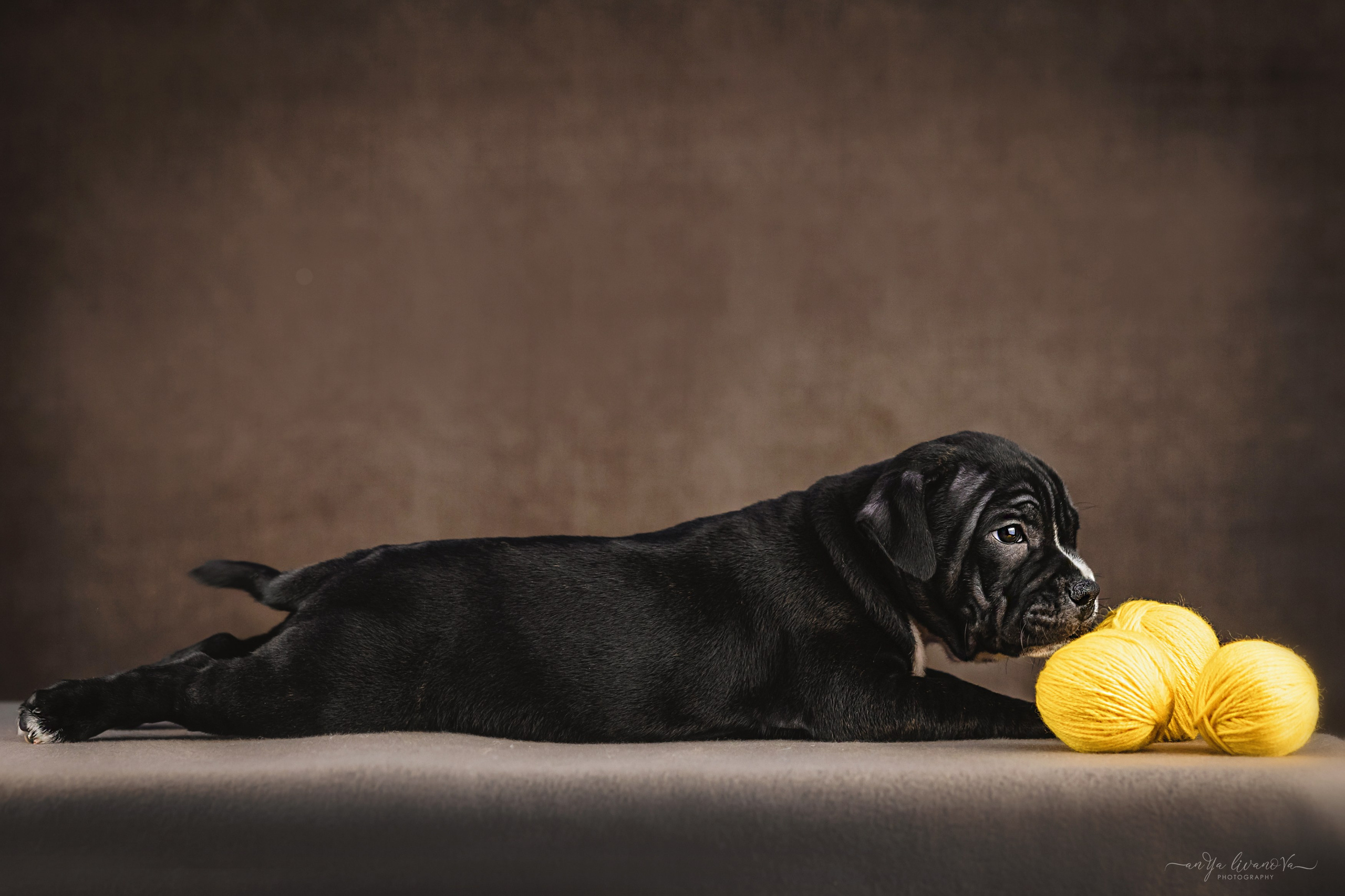 Стаффи. Фотограф анималист Аня Ливанова | Рыбинск