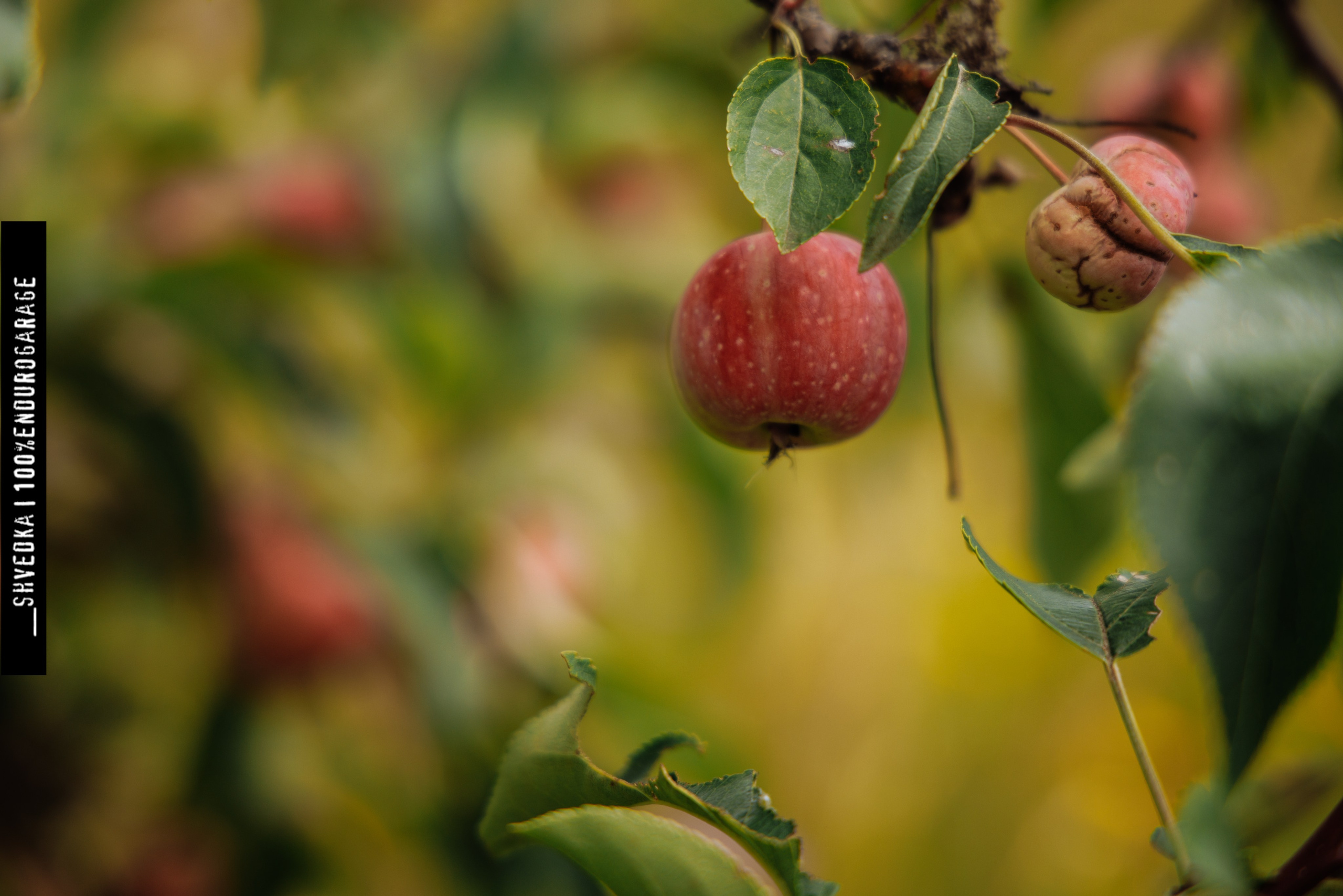 ПЕРВЫЙ ЛЕСНОЙ ДЕНЬ. Ваш экстрим фотограф Кудрева Яна