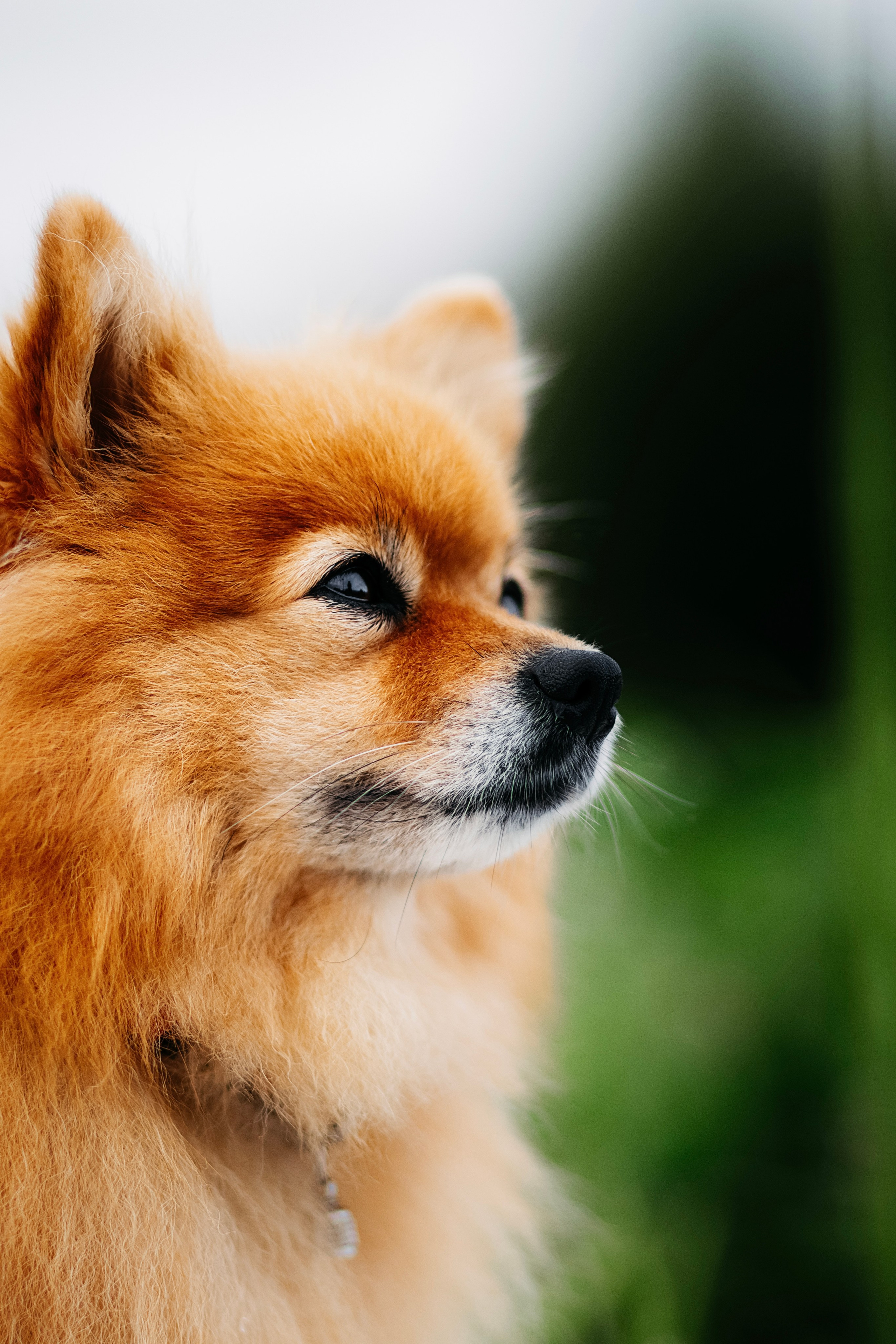 Джулия. Фотограф в Арсеньеве