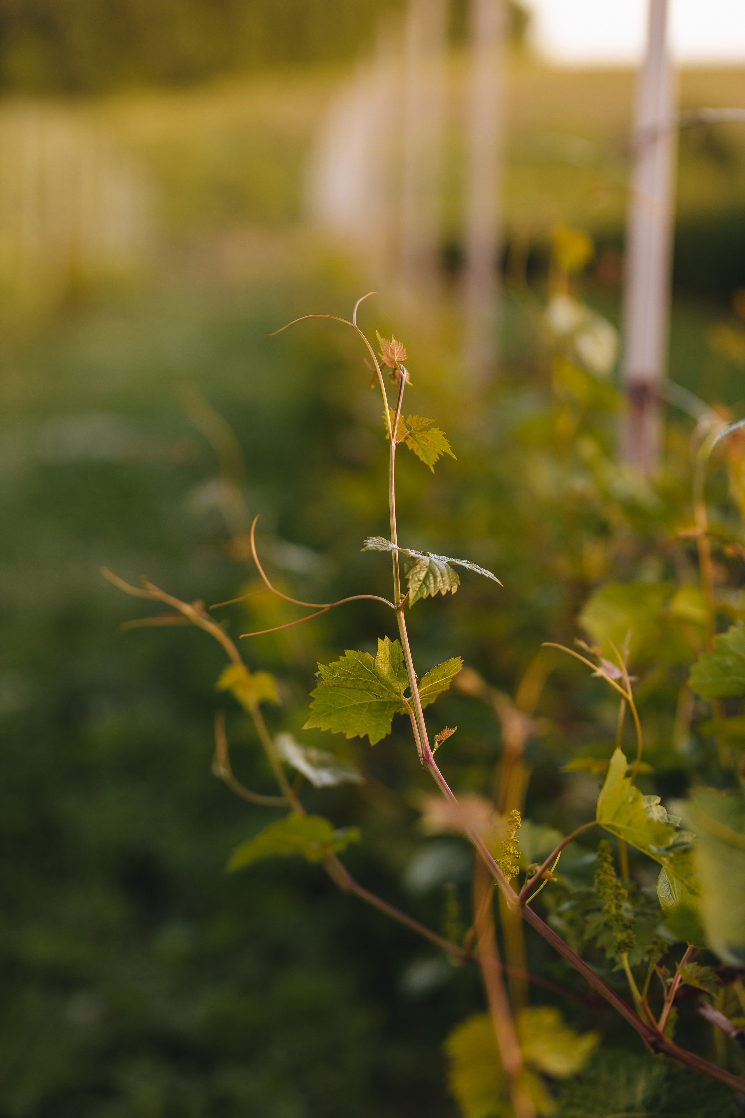 Маша в винограднике. Свадебный и семейный фотограф в Туле и области Маша Костина