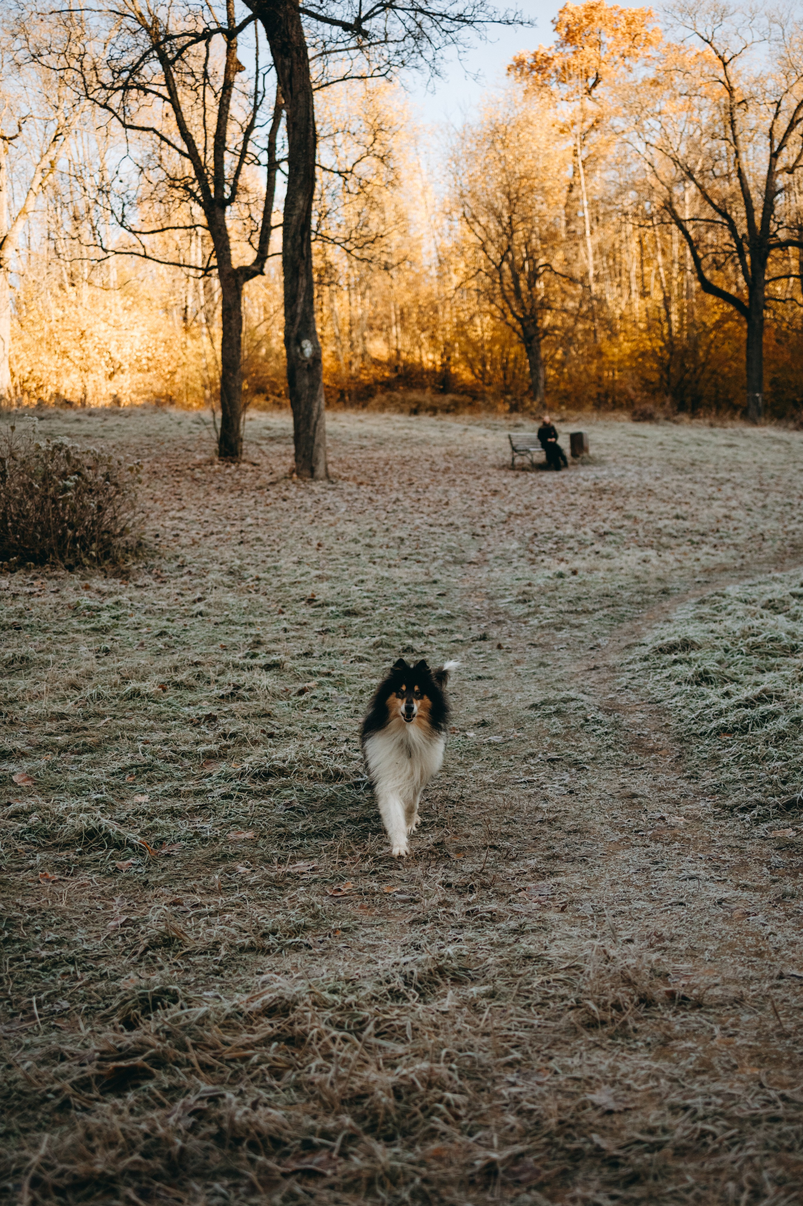Ия и Барт. Фотограф — Анималист | Санкт-Петербург