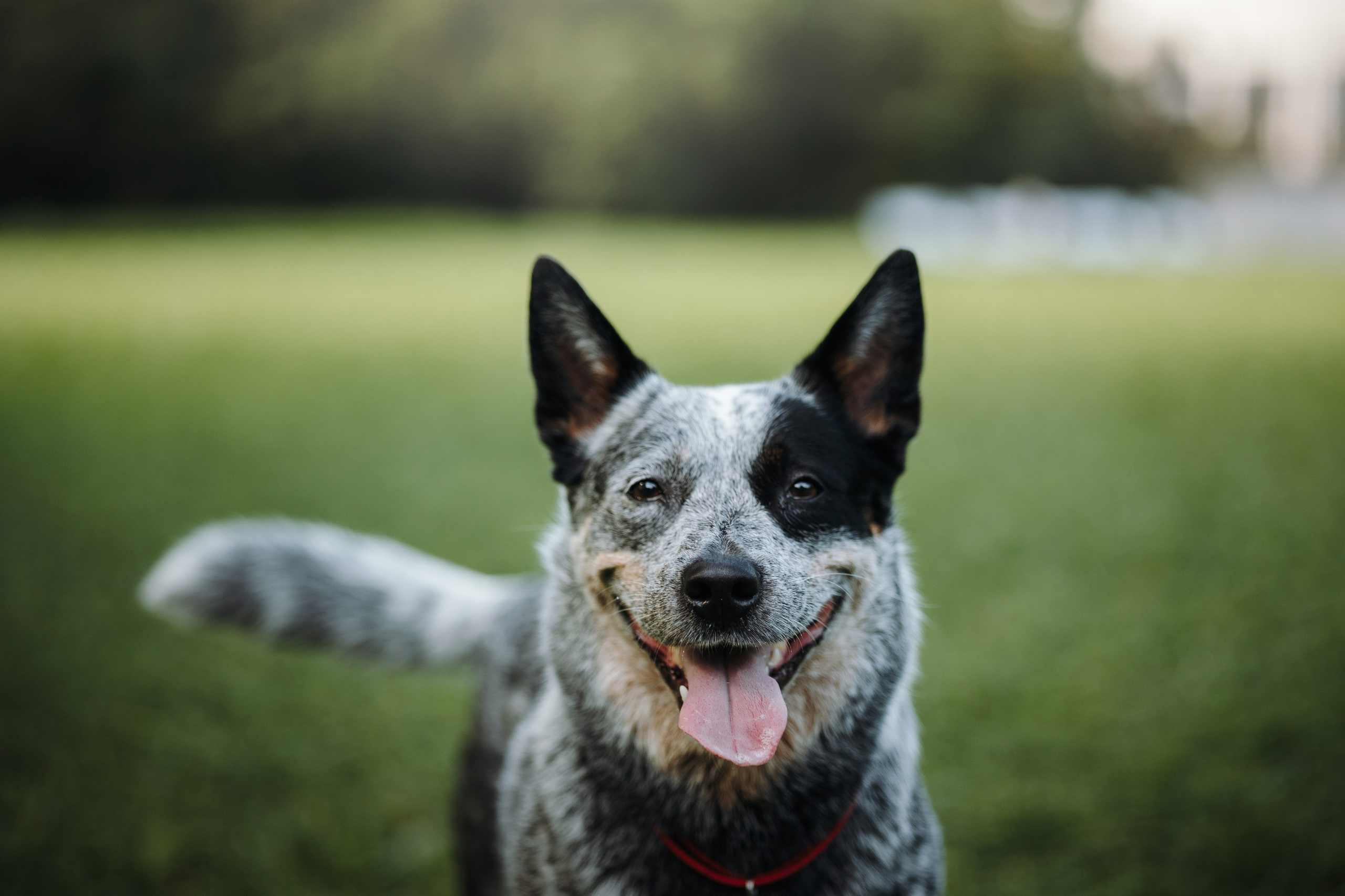 Кода и ее семья. Фотограф — Анималист | Санкт-Петербург