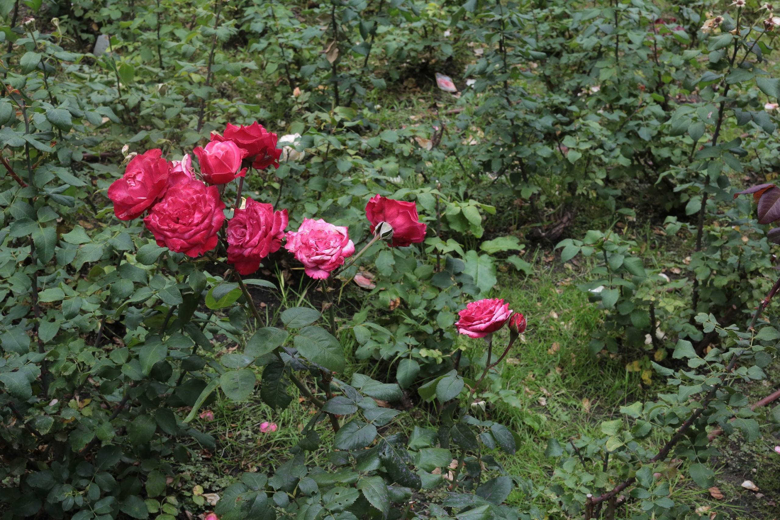 Фото Москвы. Студия Максима Белослюдцева