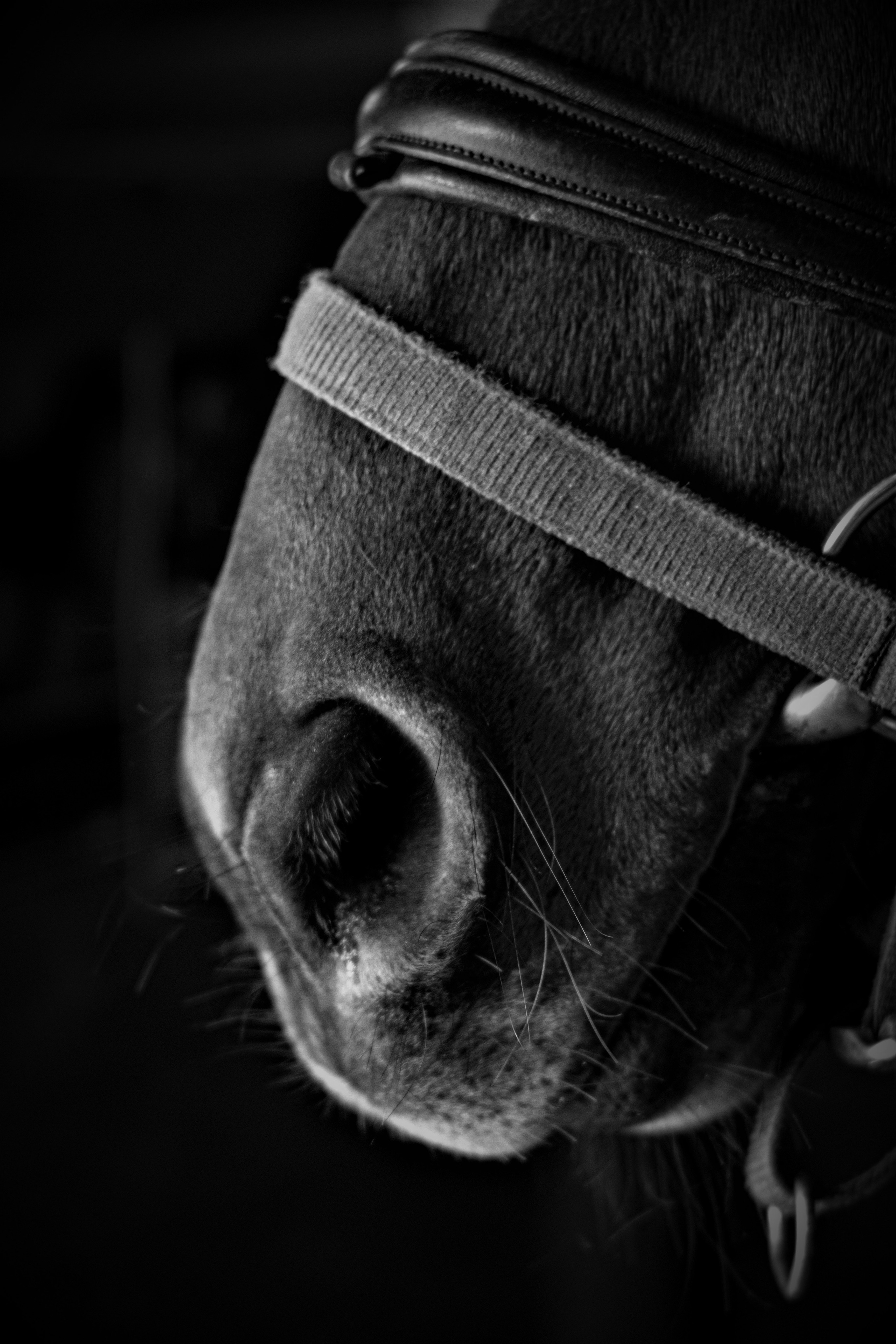 Фотограф Татьяна Марсуверских г. Жуковский, Москва и Мо. Репортажные съёмки, фотосессии с лошадьми,  фотограф анималист, фотосъёмка животных. Фотограф для маркетплейсов, фотоуслуги в Жуковском Татьяна Марсуверских